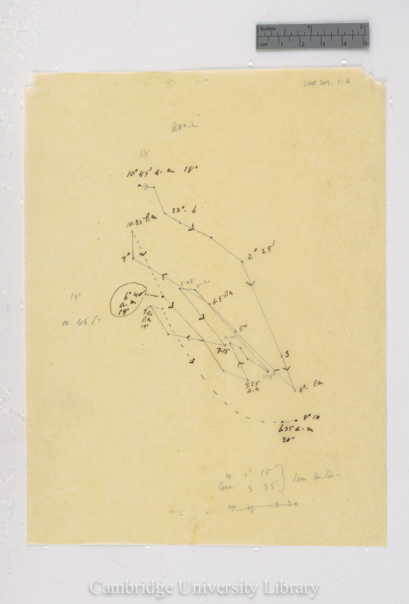 Arachis hypogaea [tracing]