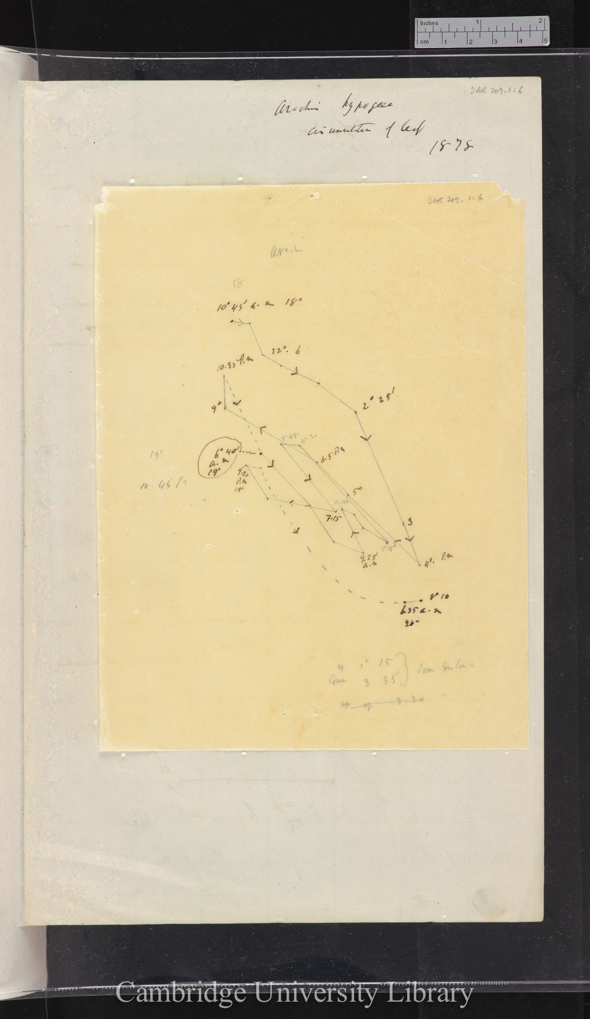 Arachis hypogaea [tracing with backing sheet]