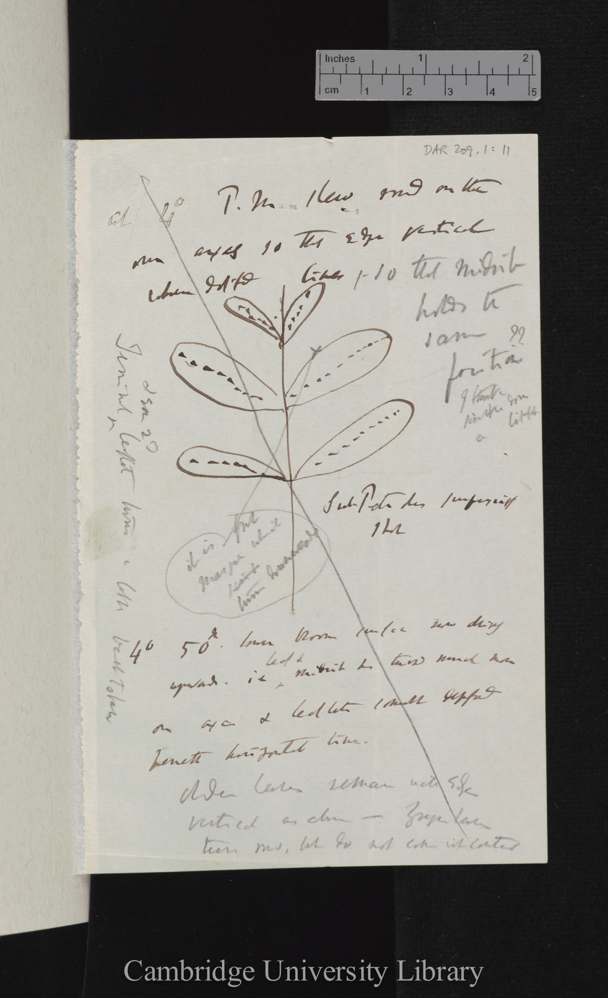 [Cassia floribunda] [with diagram]