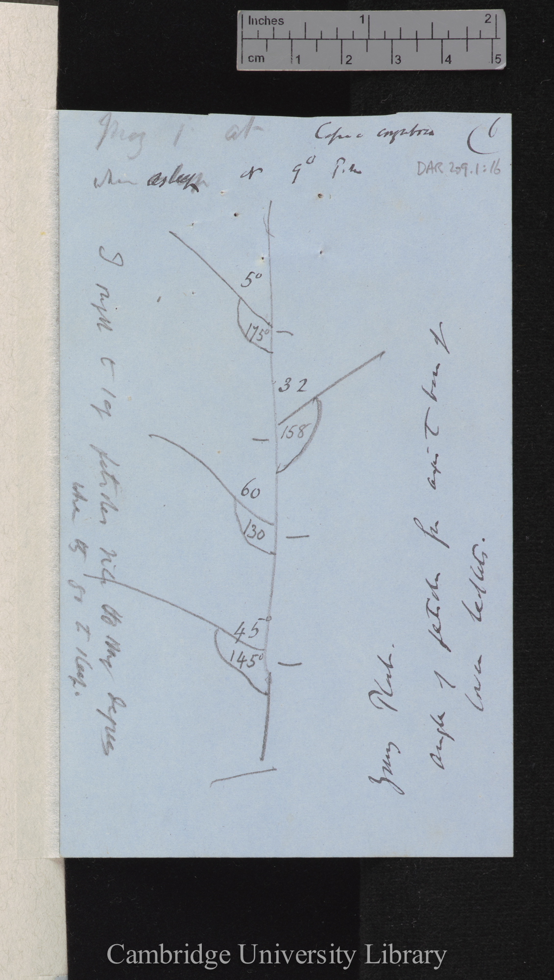 Cassia corymbosa [with diagram]