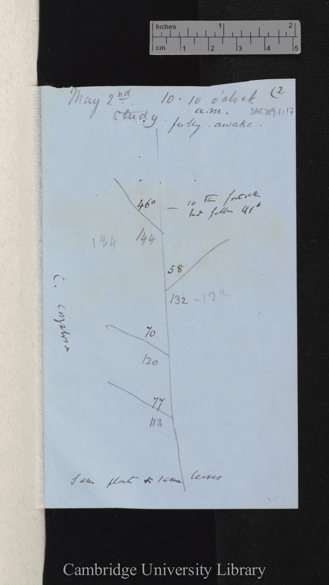 Cassia corymbosa [with diagram]