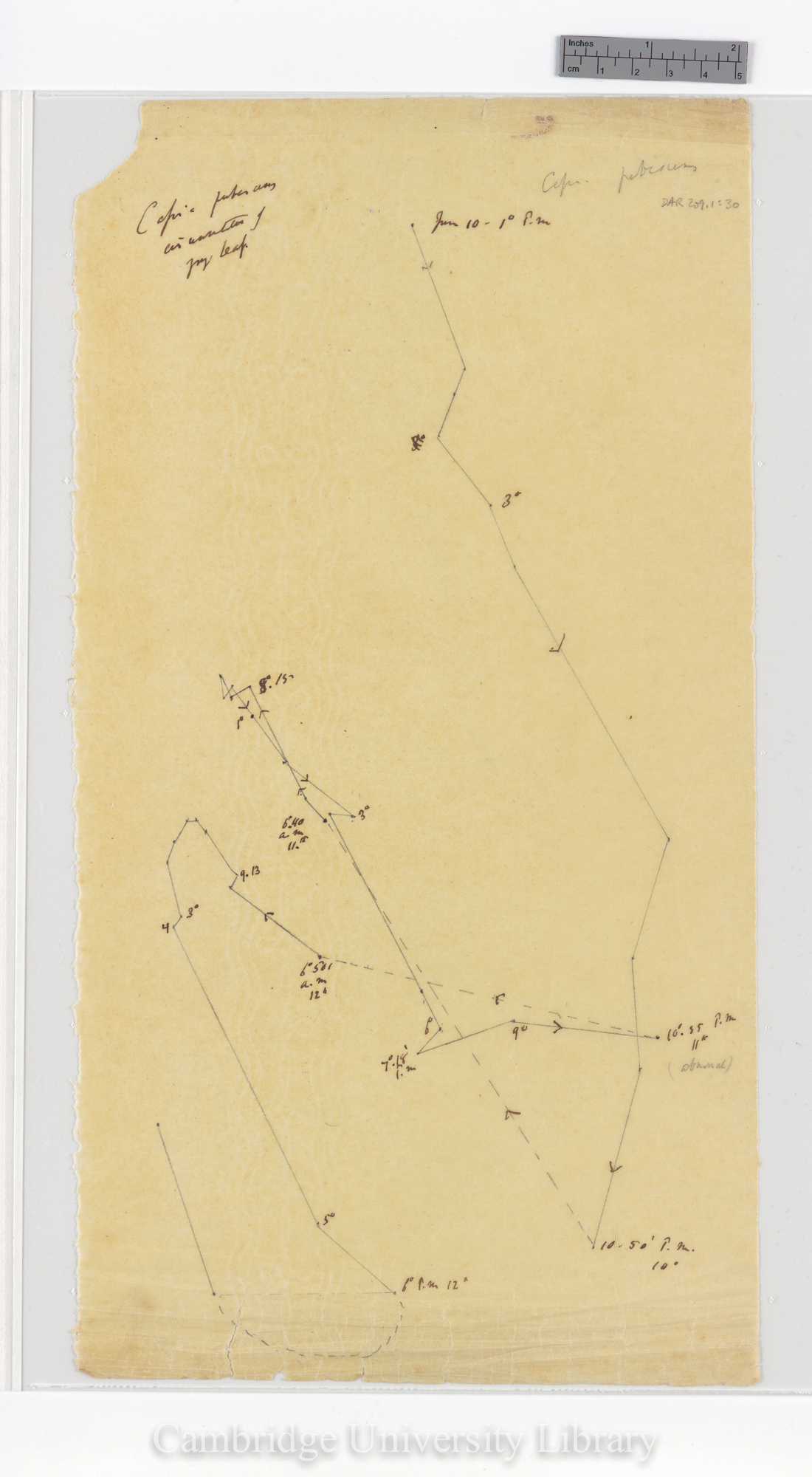 Cassia pubescens [tracing]