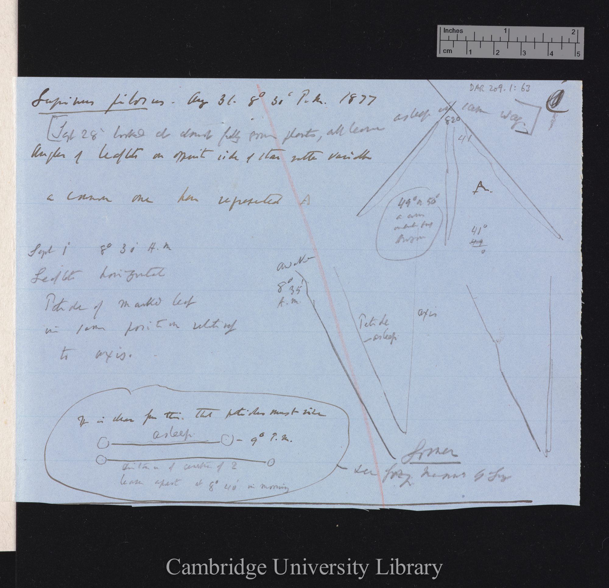 Lupinus pilosus [with diagrams]