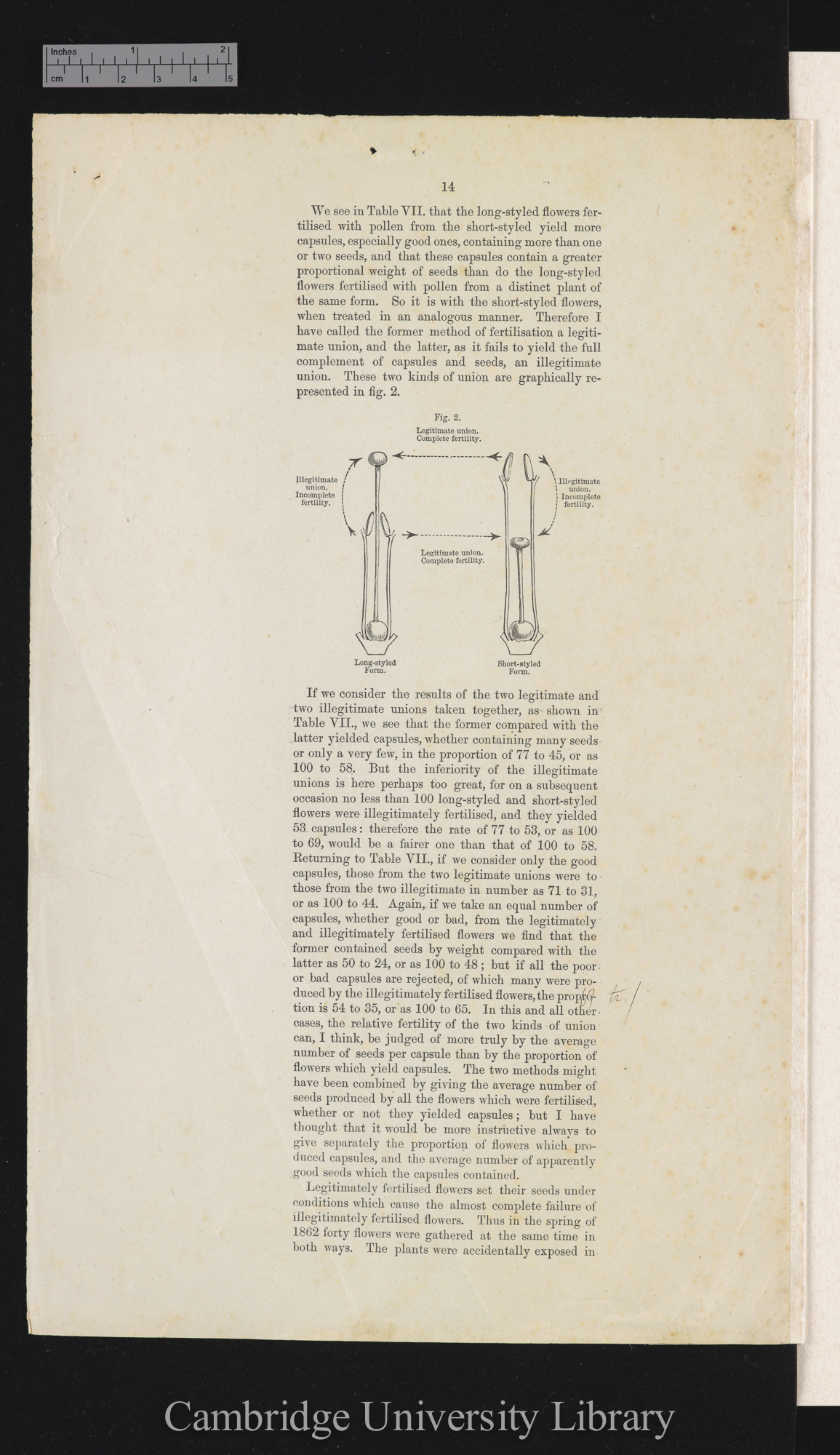 proof sheet of &#39;Forms of flowers&#39; p 14 [published pp 26-28]