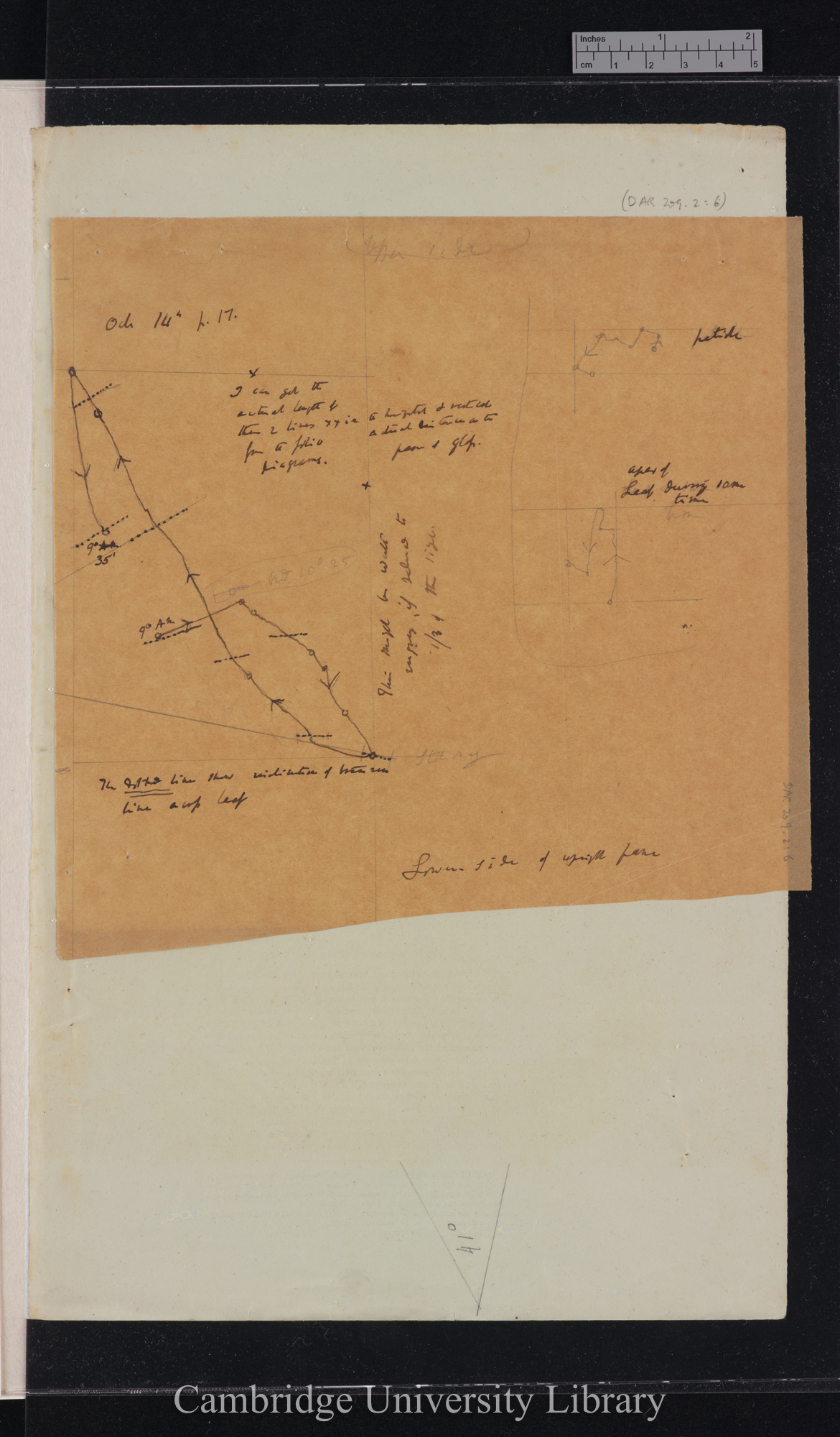 [Desmodium gyrans] [tracing with backing sheet]