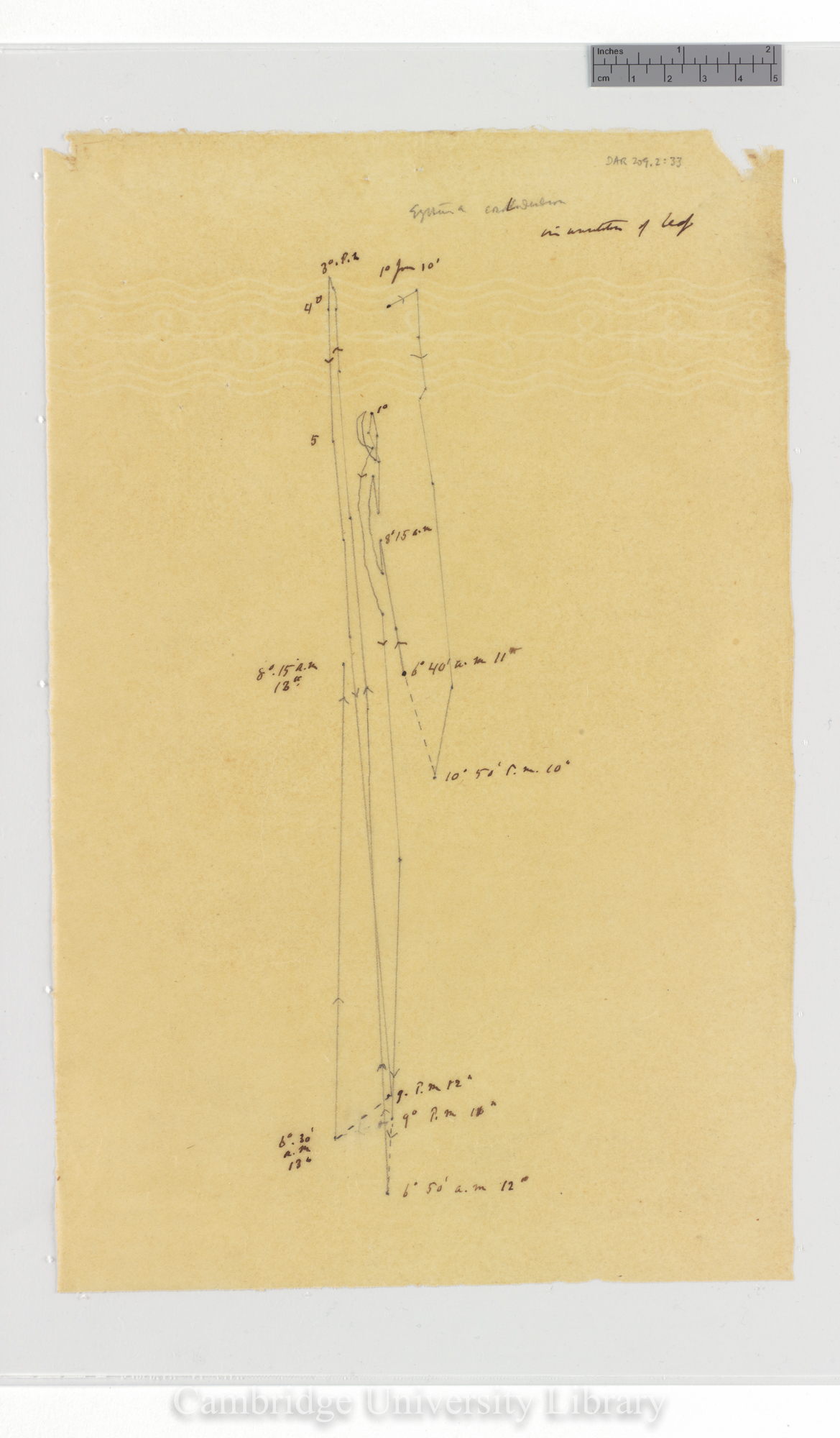 Erythrina corollodendron [tracing]