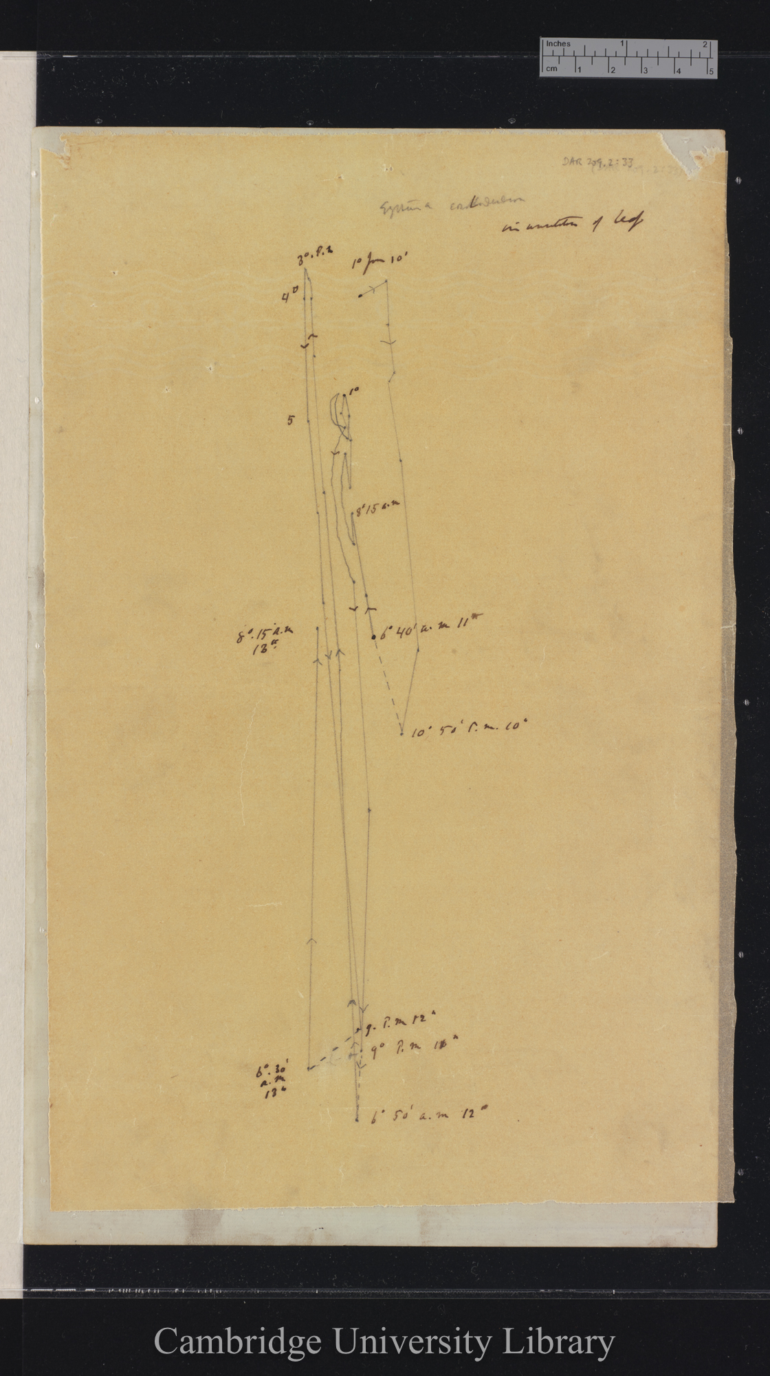 Erythrina corollodendron [tracing with backing sheet]