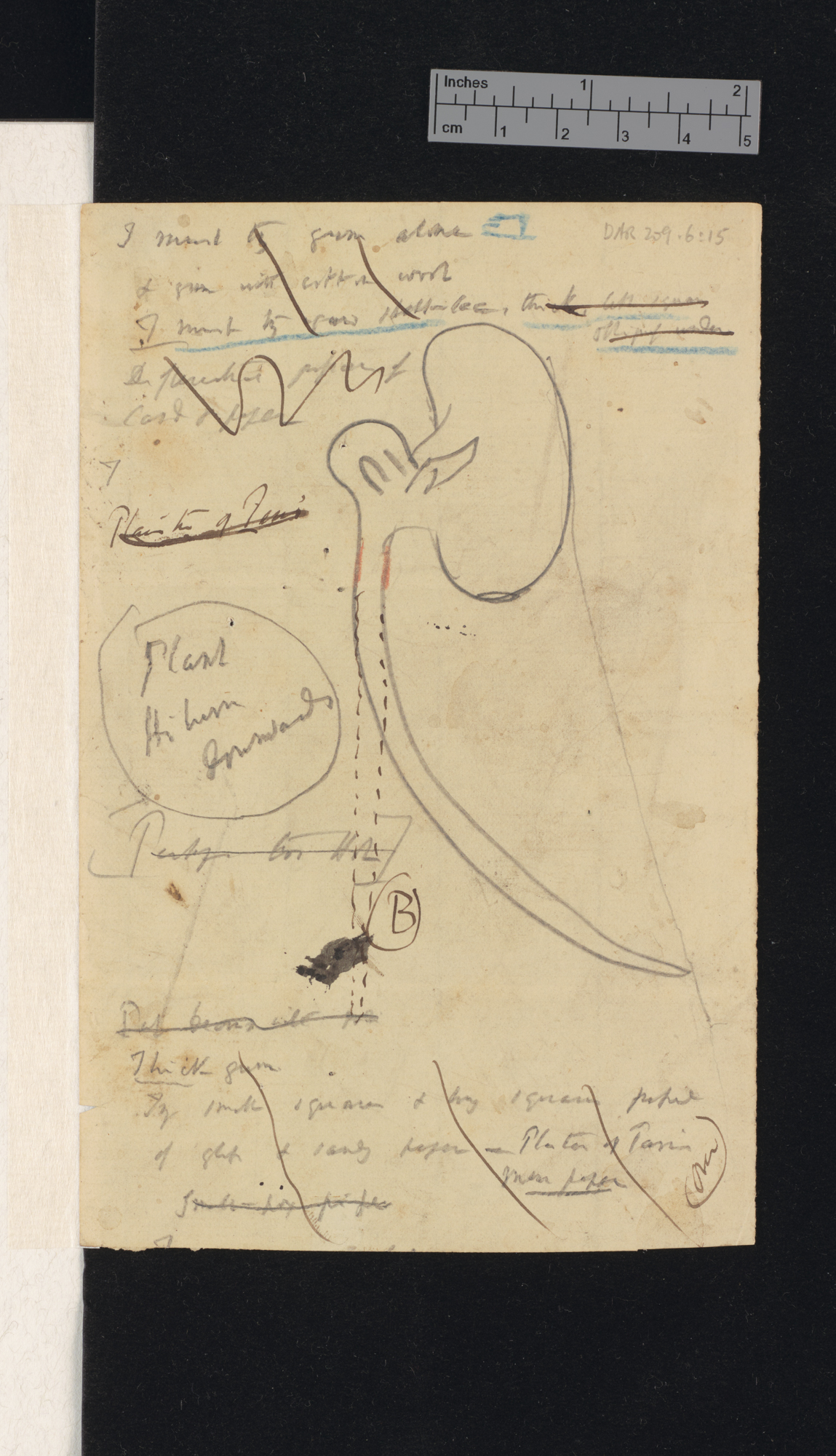 Beans: &quot;Sachs curvature&quot; in Phaseolus and Vicia