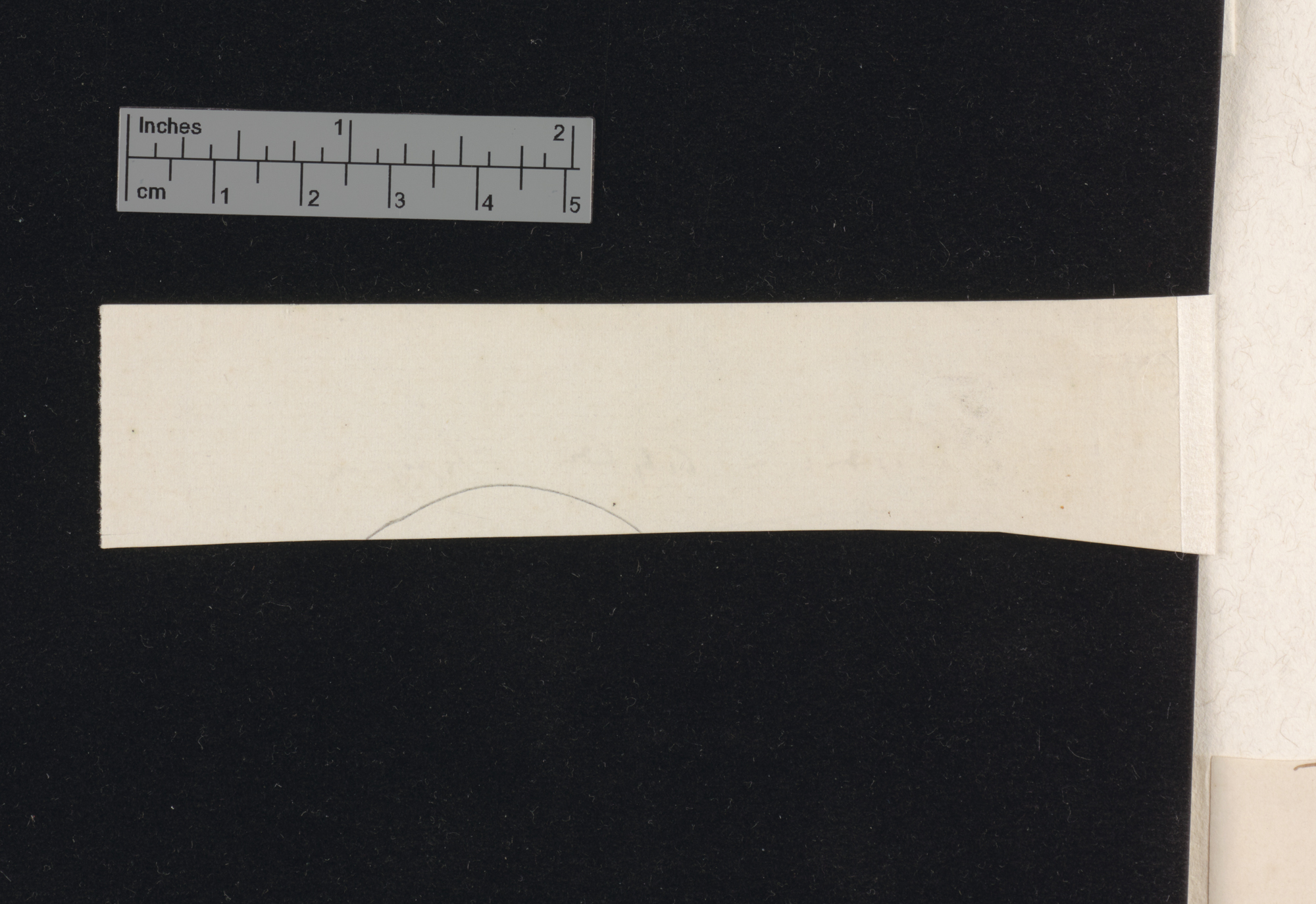 Beans: &quot;Sachs curvature&quot; in Phaseolus and Vicia