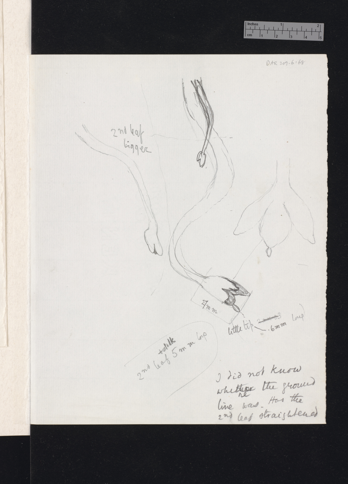 Delphinium nudicaule [with diagrams]