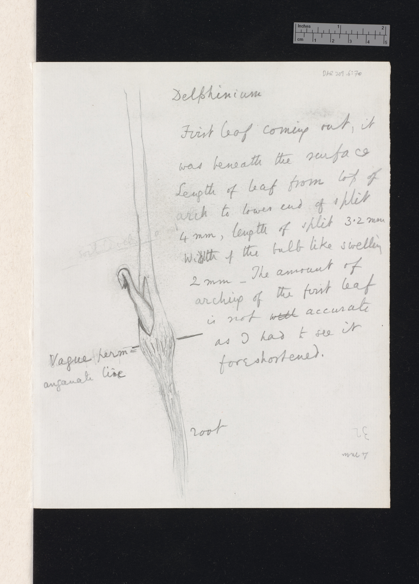 Delphinium nudicaule [with diagrams]