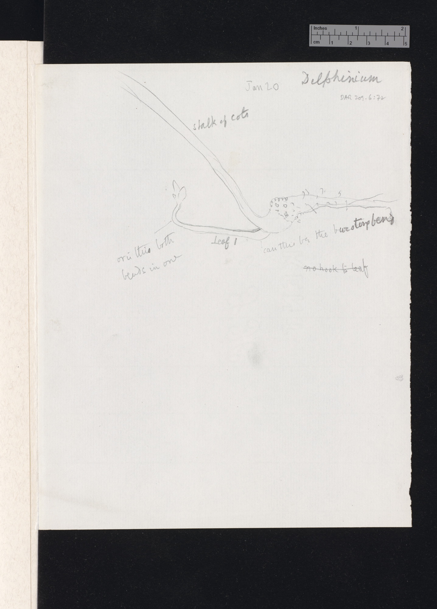 Delphinium nudicaule [with diagrams]