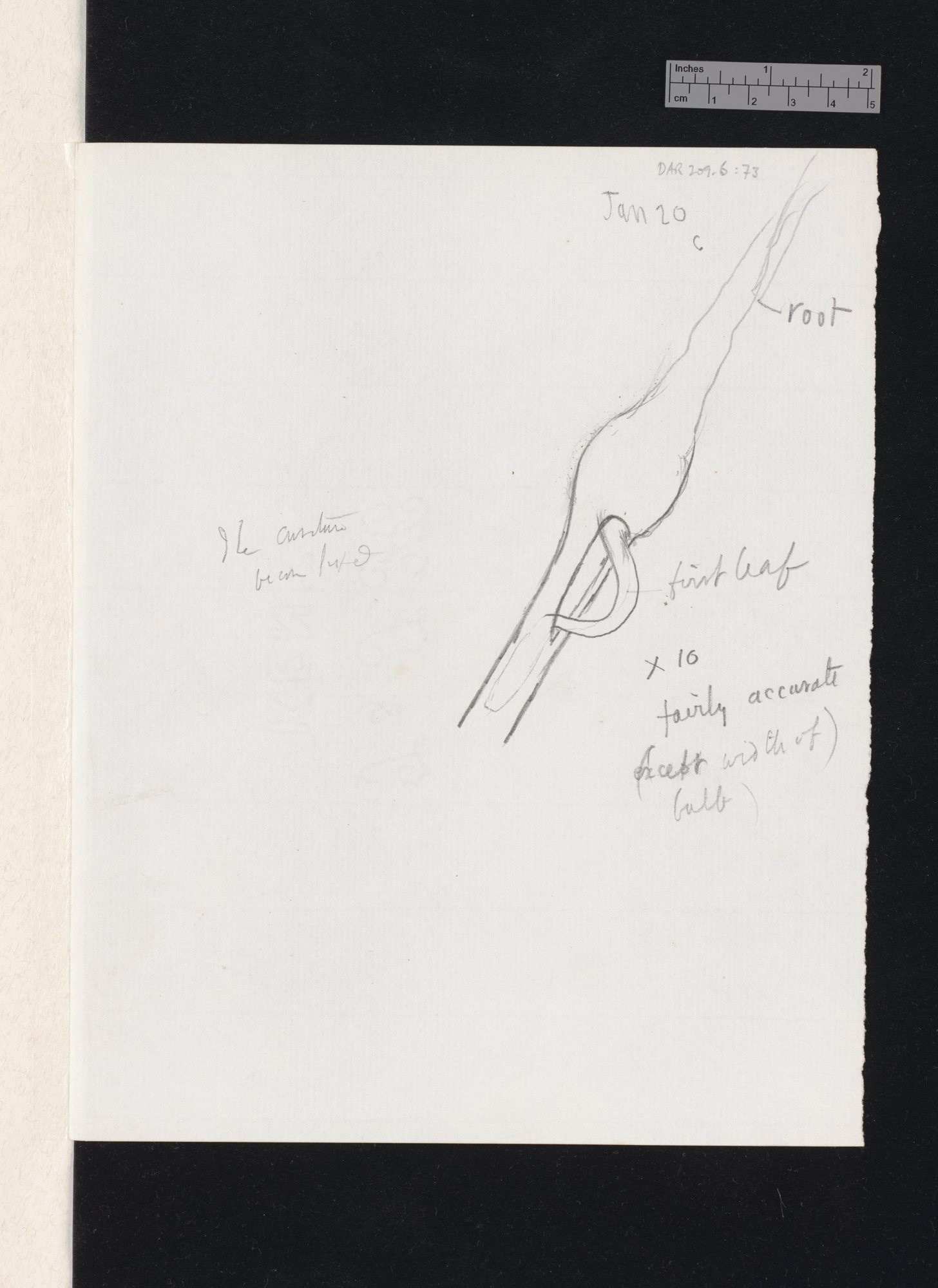 Delphinium nudicaule [with diagrams]