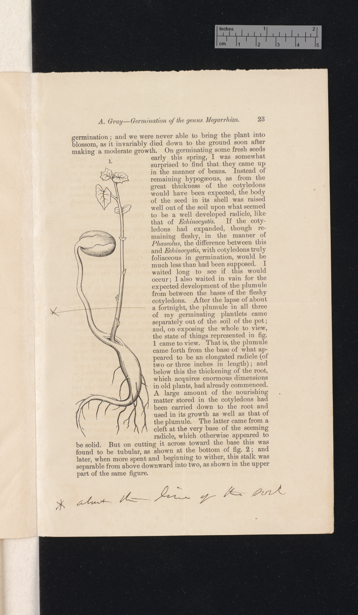 The germination of the genus Megarrhiza, Torr &#39;American Journal of Science and Arts&#39; 14: 23