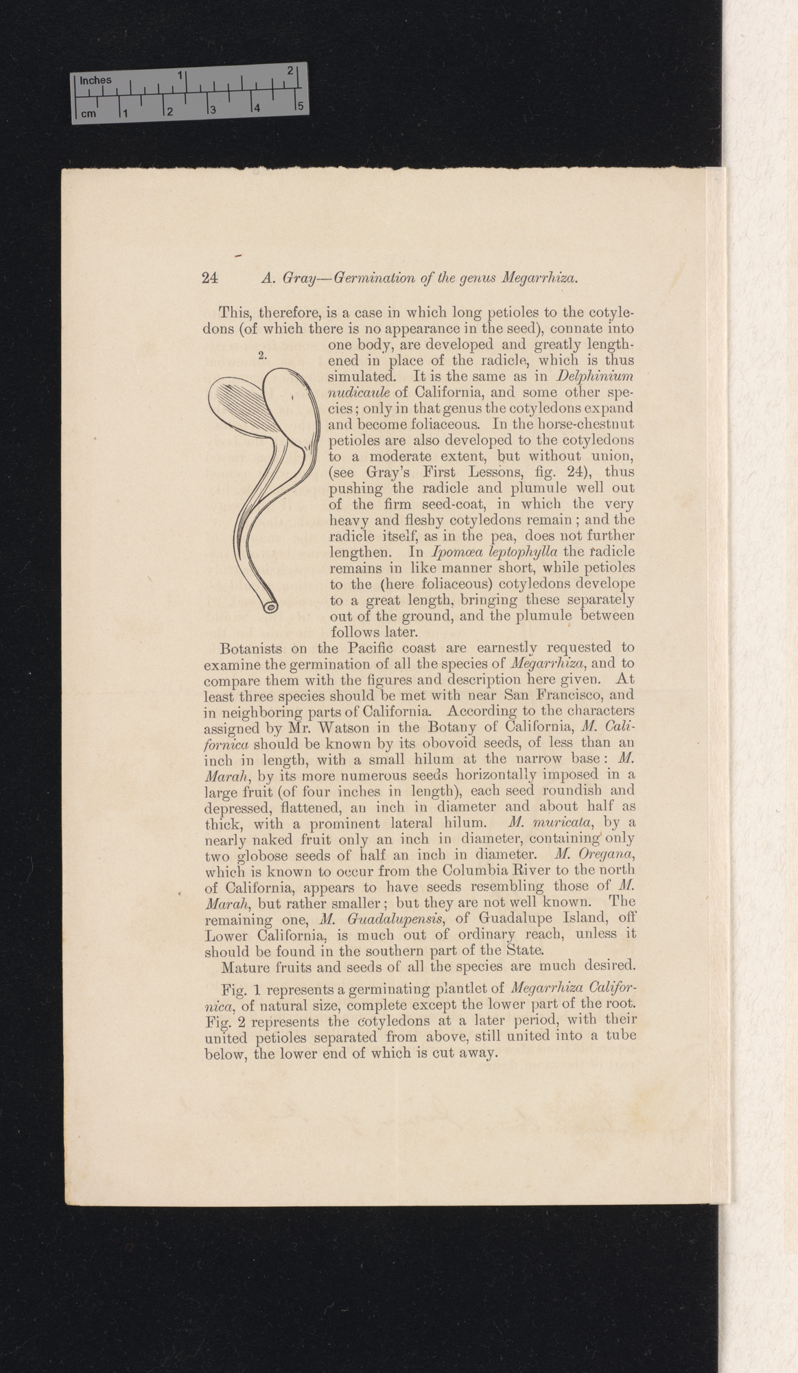 The germination of the genus Megarrhiza, Torr &#39;American Journal of Science and Arts&#39; 14: 24