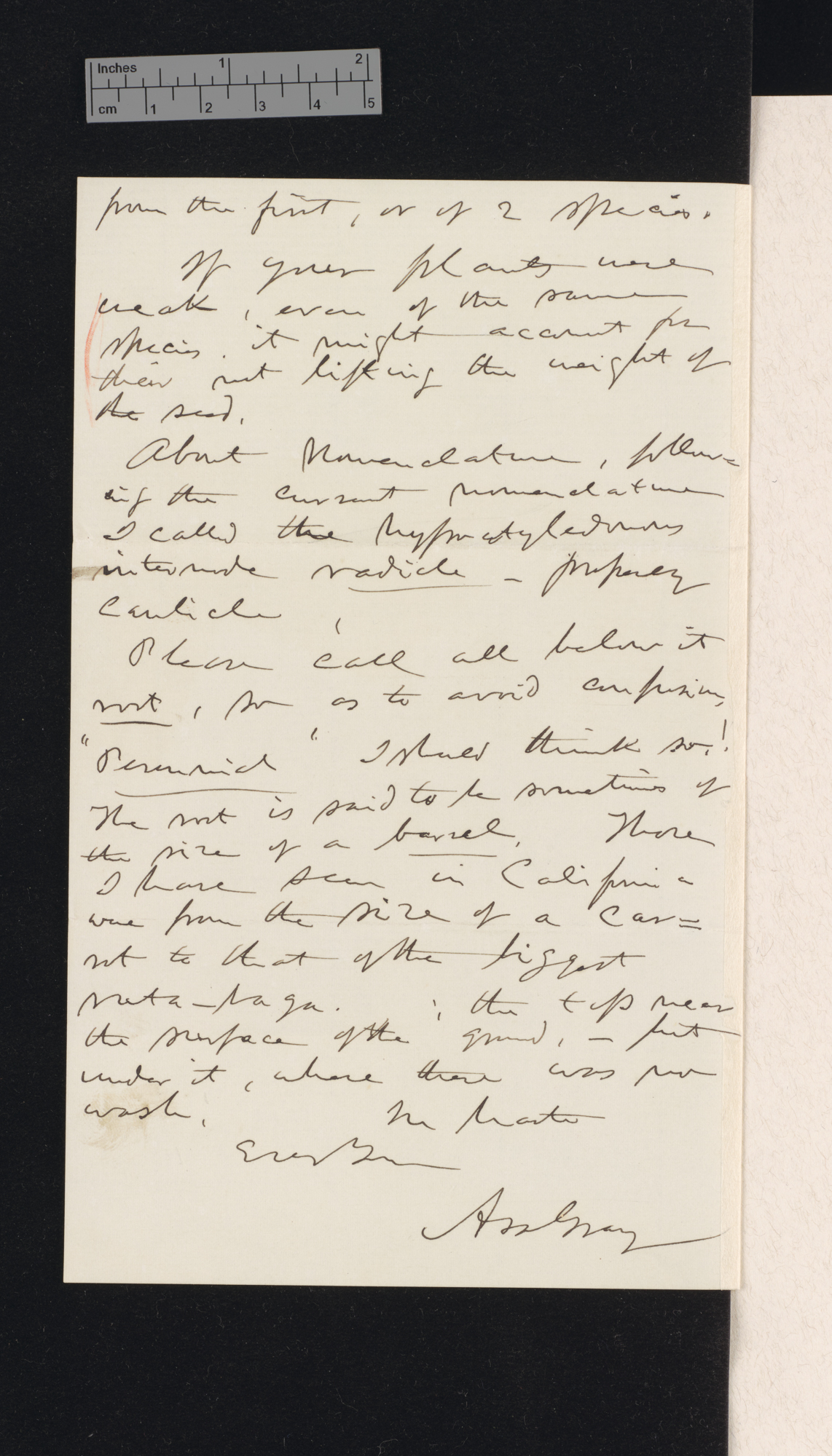 Asa Gray to Charles Robert Darwin