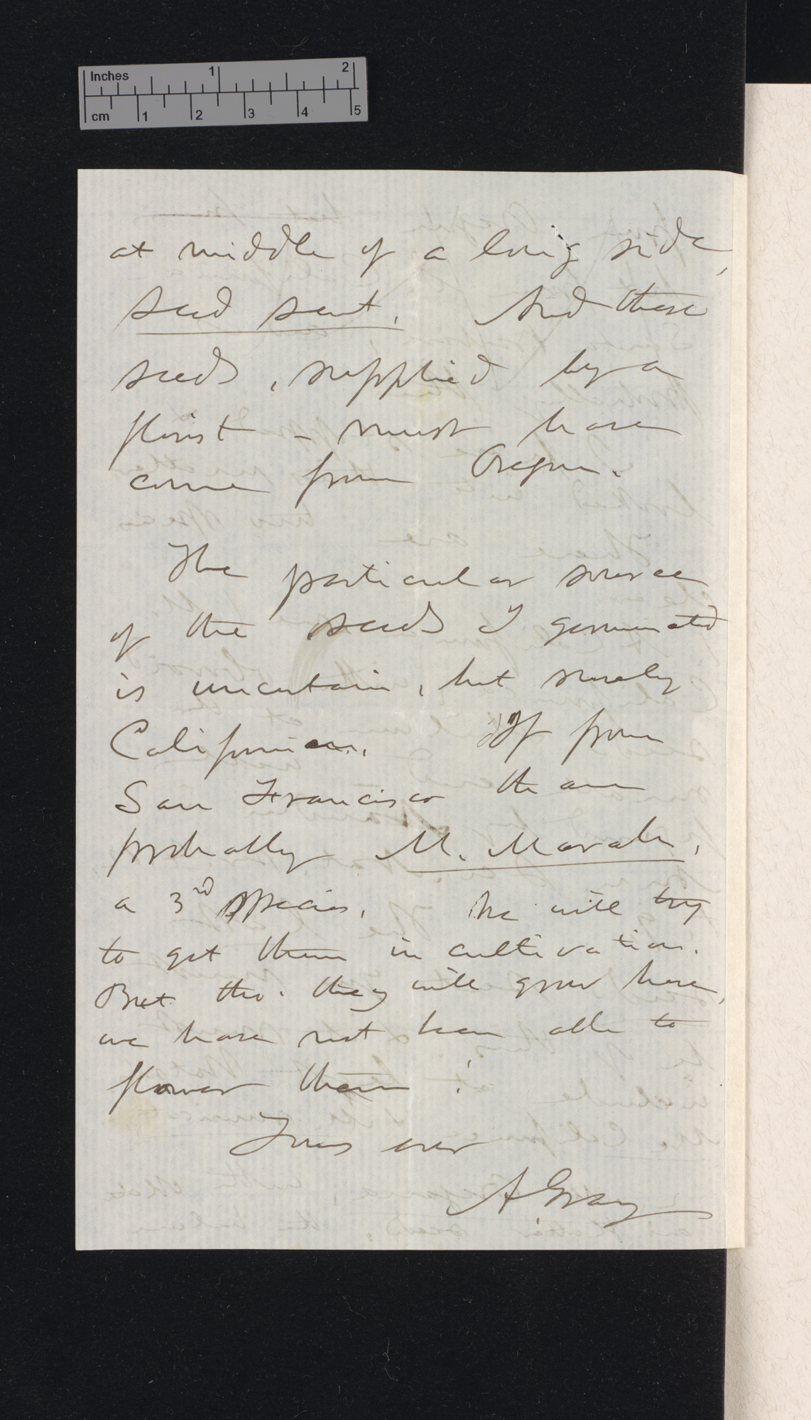 Asa Gray to Charles Robert Darwin