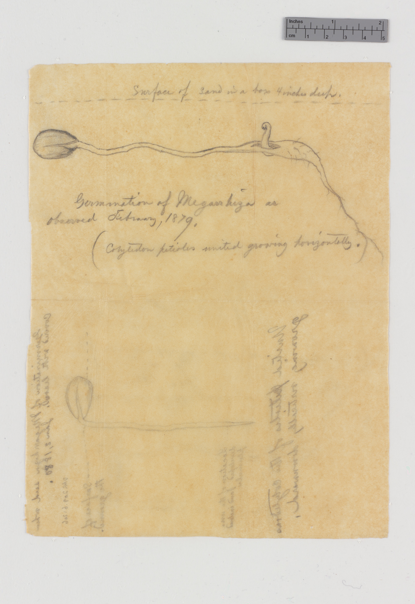 Volney Rattan to Asa Gray [sketch]