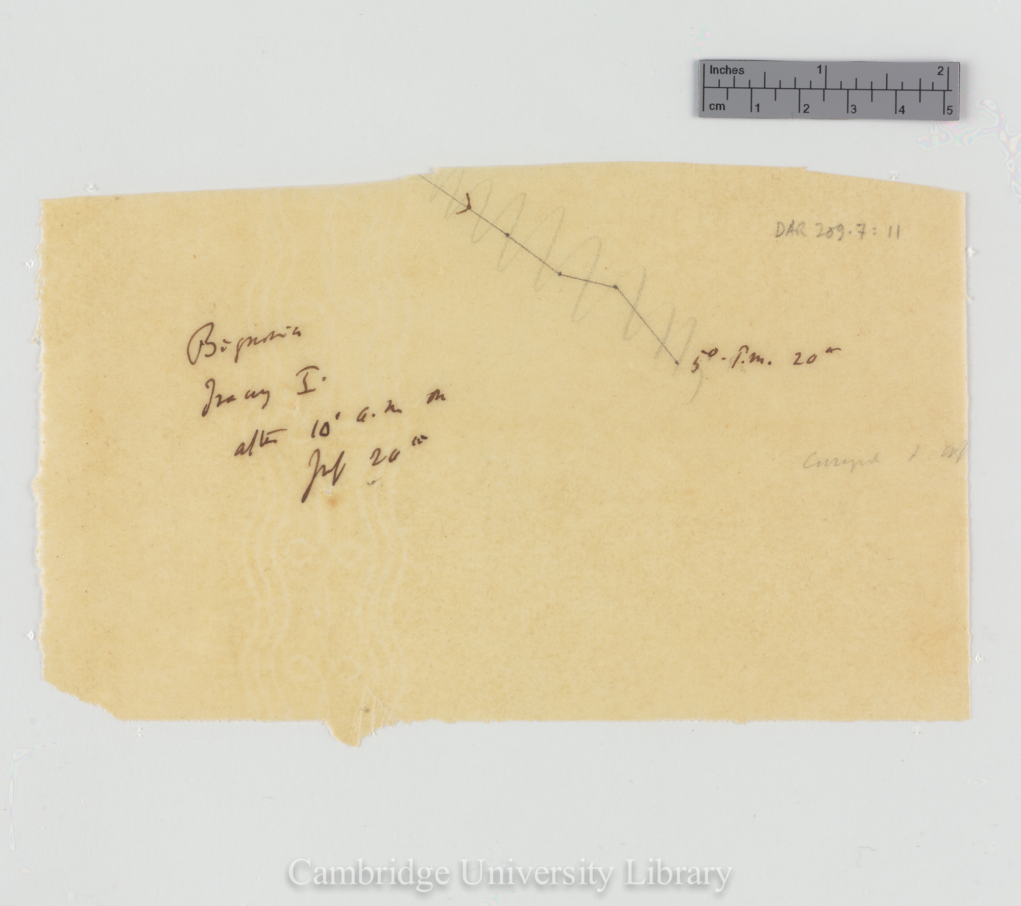 Bignonia capreolata [tracing]