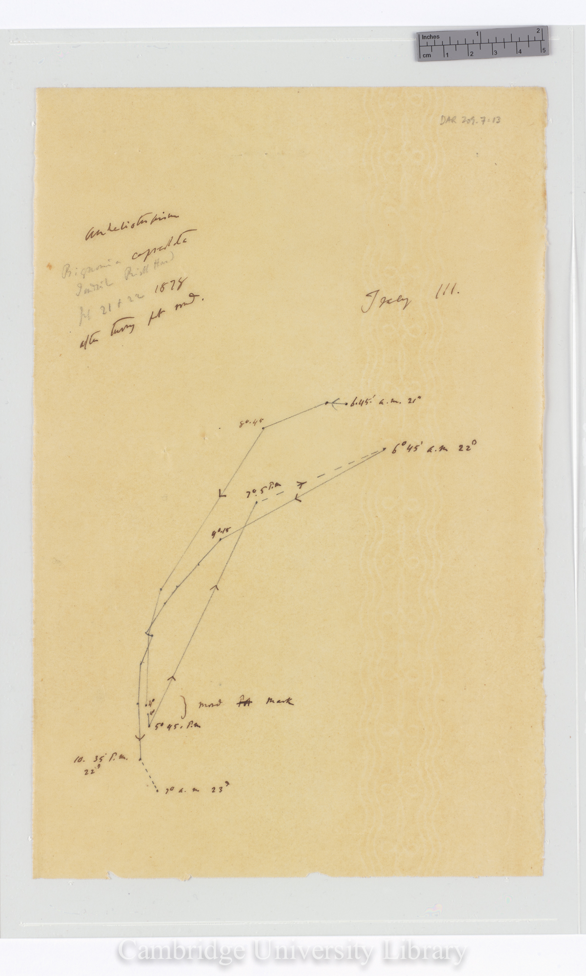 Bignonia capreolata [tracing]