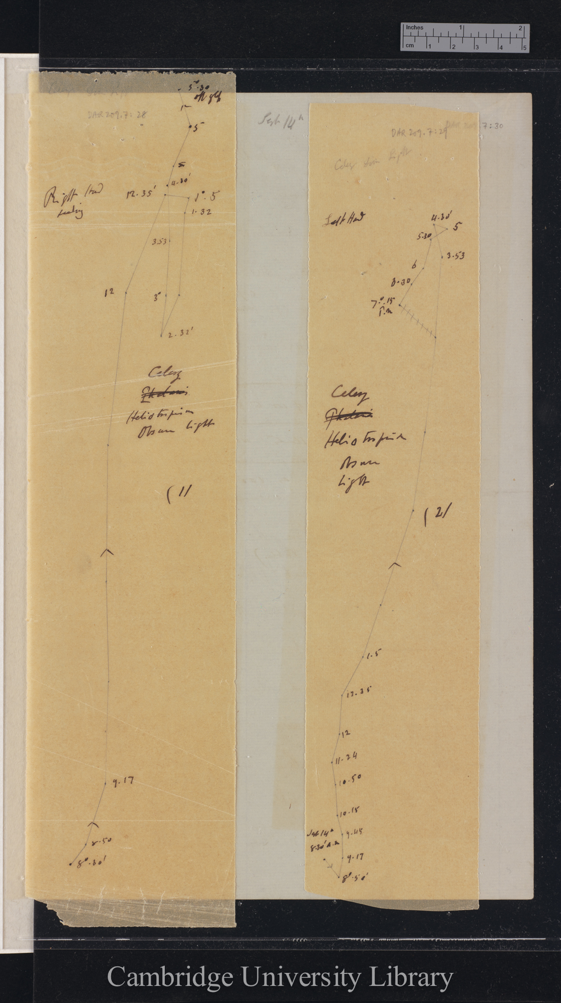 Celery [tracings with backing sheet]