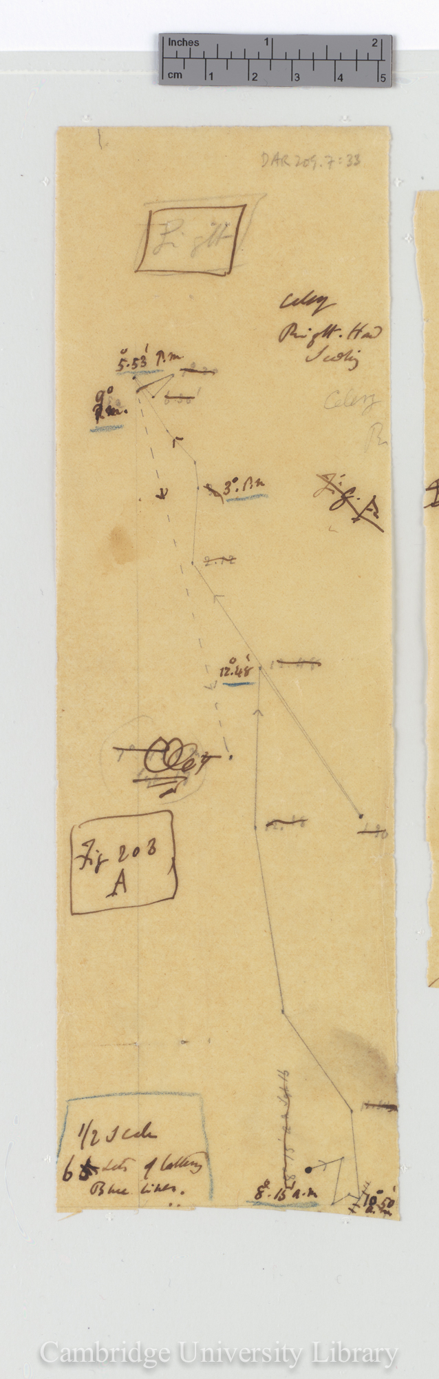 Celery [fig 203a] [tracing]