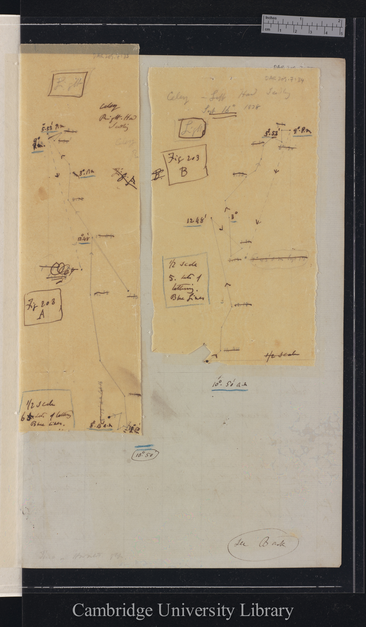 Celery [figs 203a-b] [tracings with backing sheet]