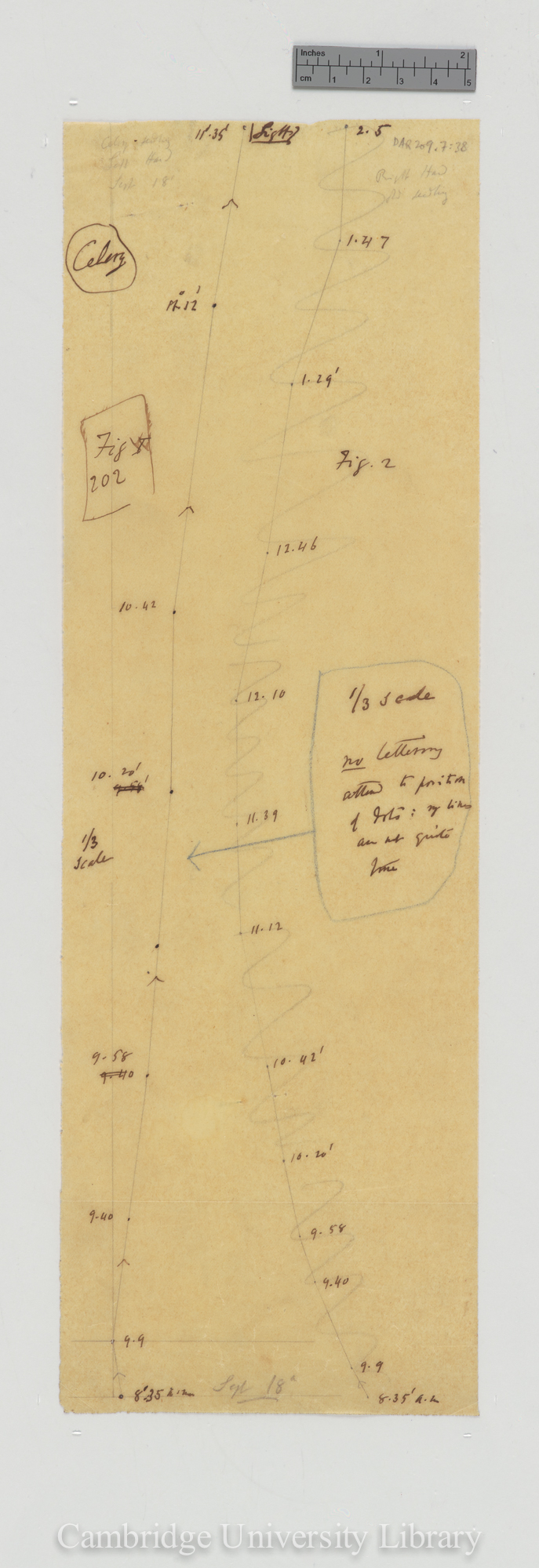 Celery [fig 202] [tracing]