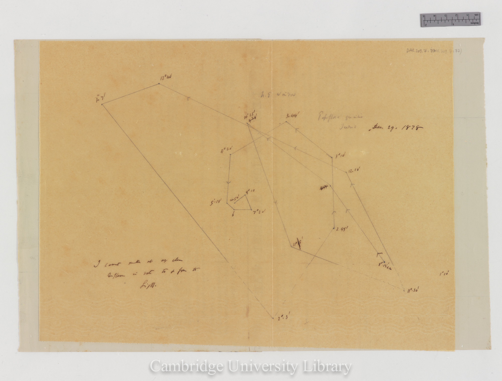 Passiflora gracilis [tracing with backing sheet]