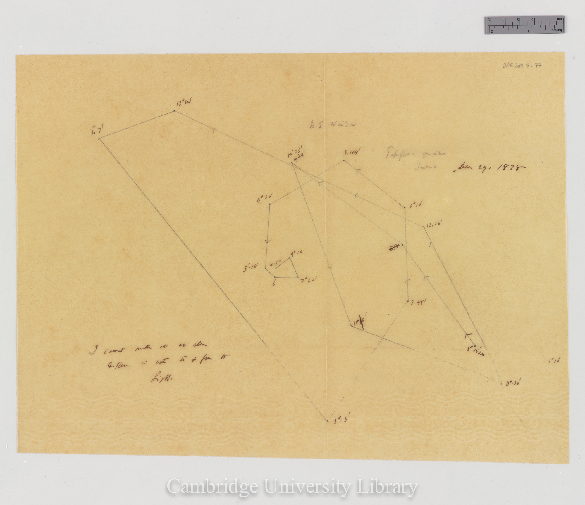 Passiflora gracilis [tracing]