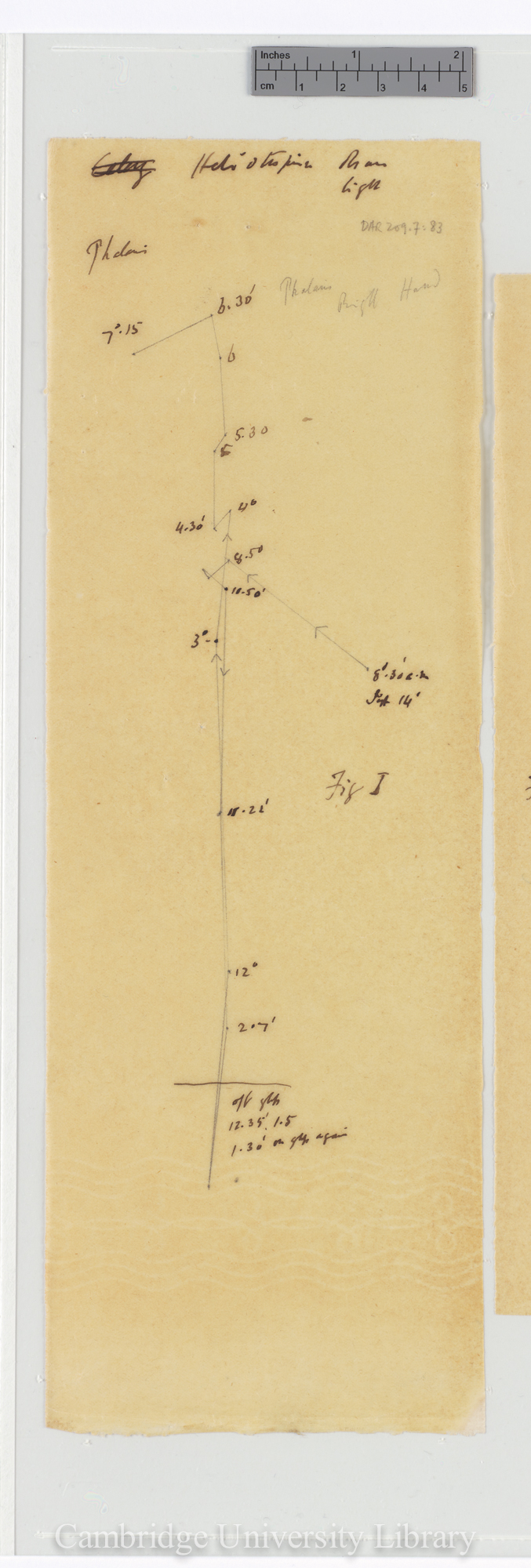 Phalaris [fig 1] [tracing]