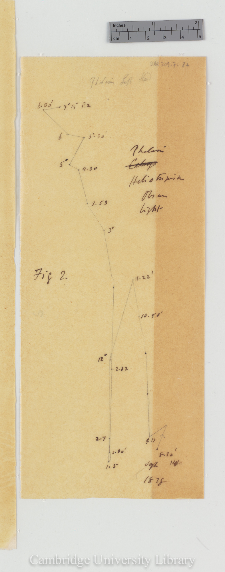 Phalaris [fig 2] [tracing]