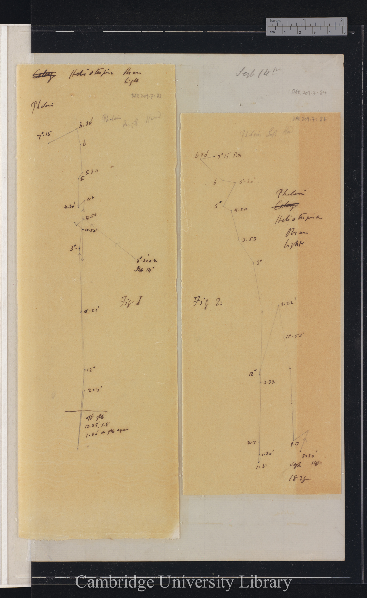 Phalaris [figs 1-2] [tracings with backing  sheet]