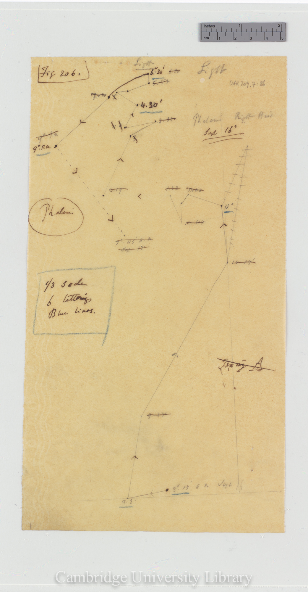 Phalaris [fig 206] [tracing]