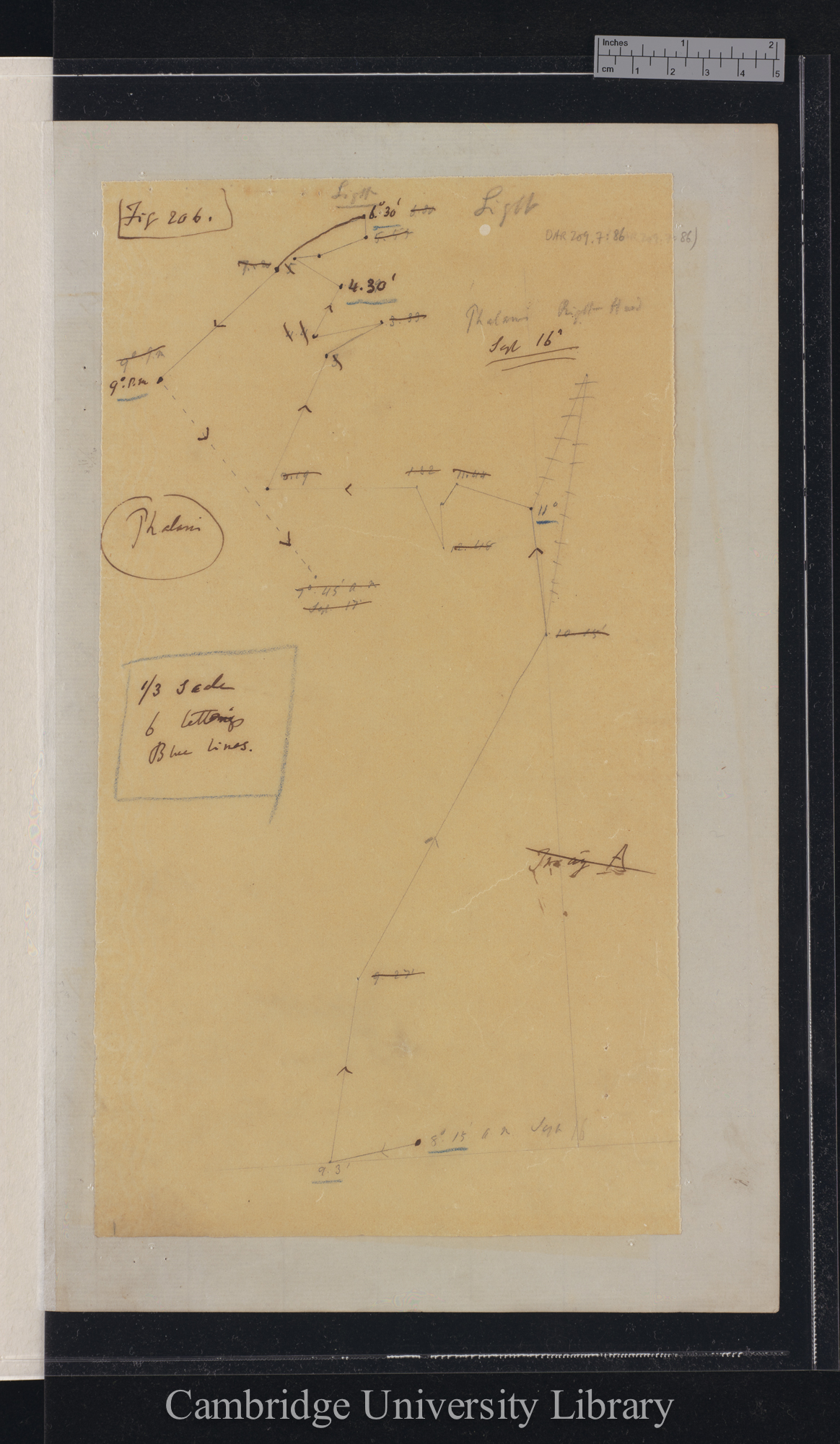 Phalaris [fig 206] [tracing with backing sheet]