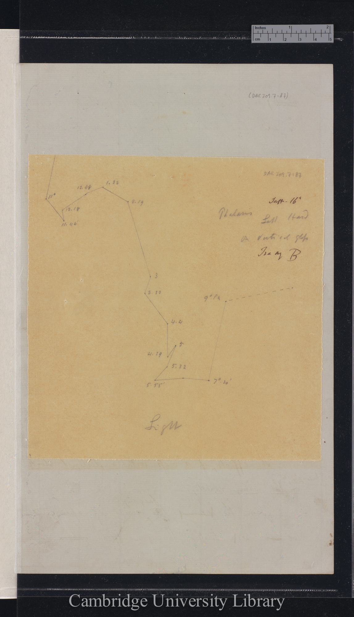 Phalaris [tracing with backing sheet]