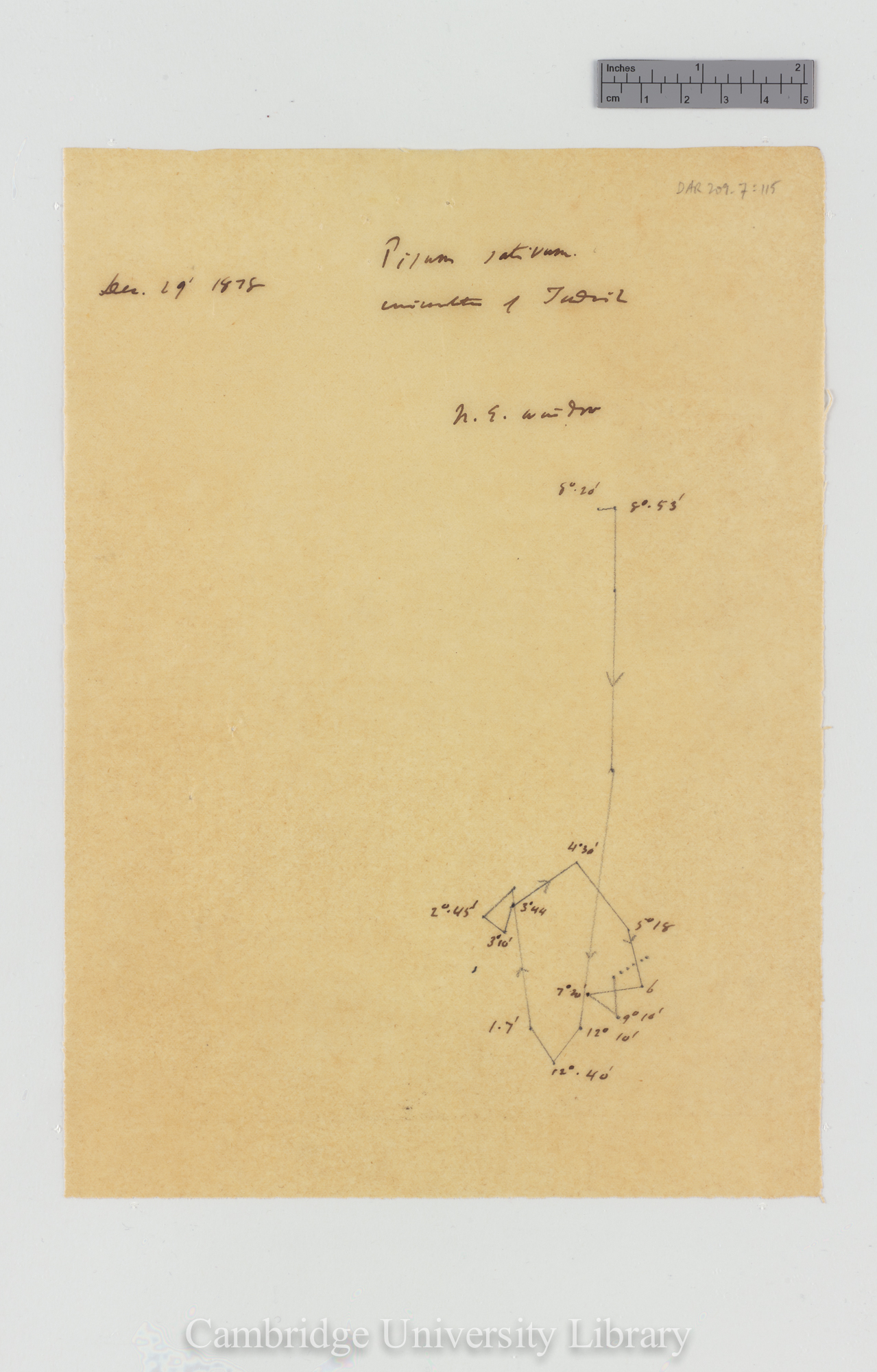 Pisum sativum [tracing]