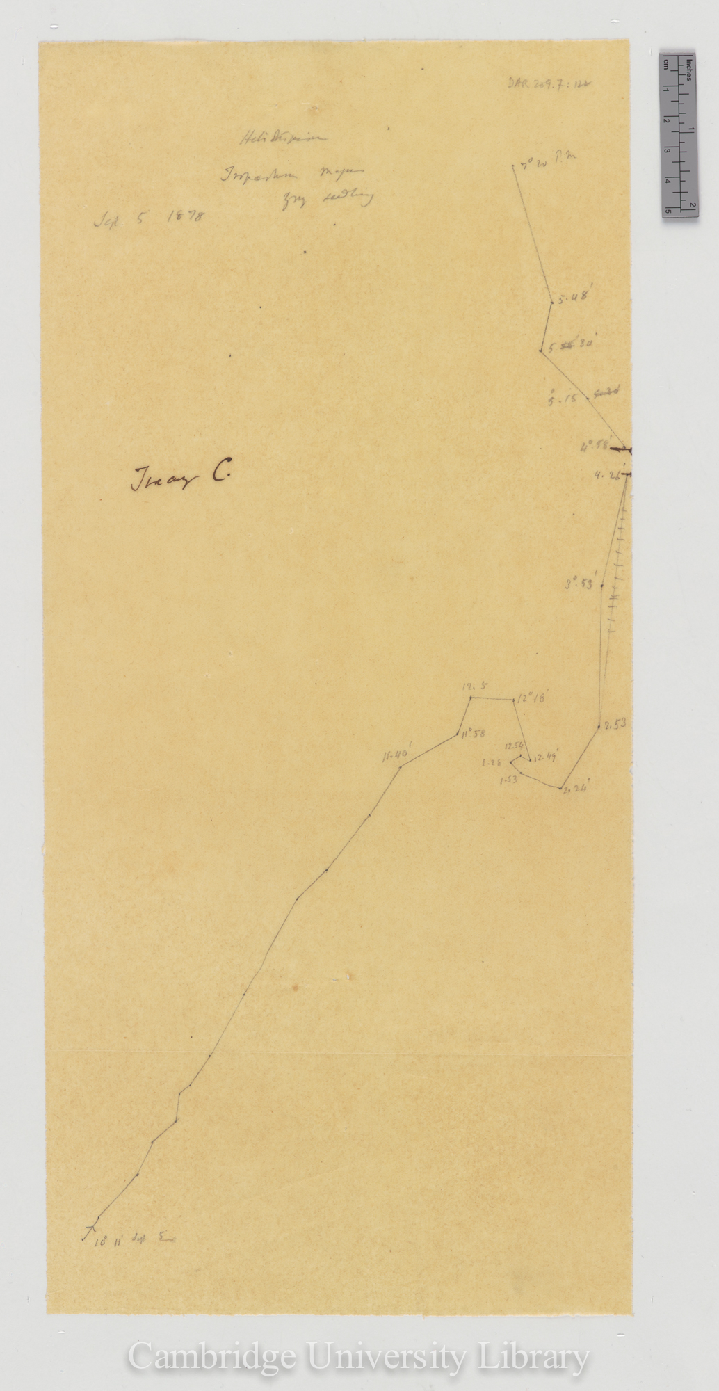 Tropaeolum majus [tracing]