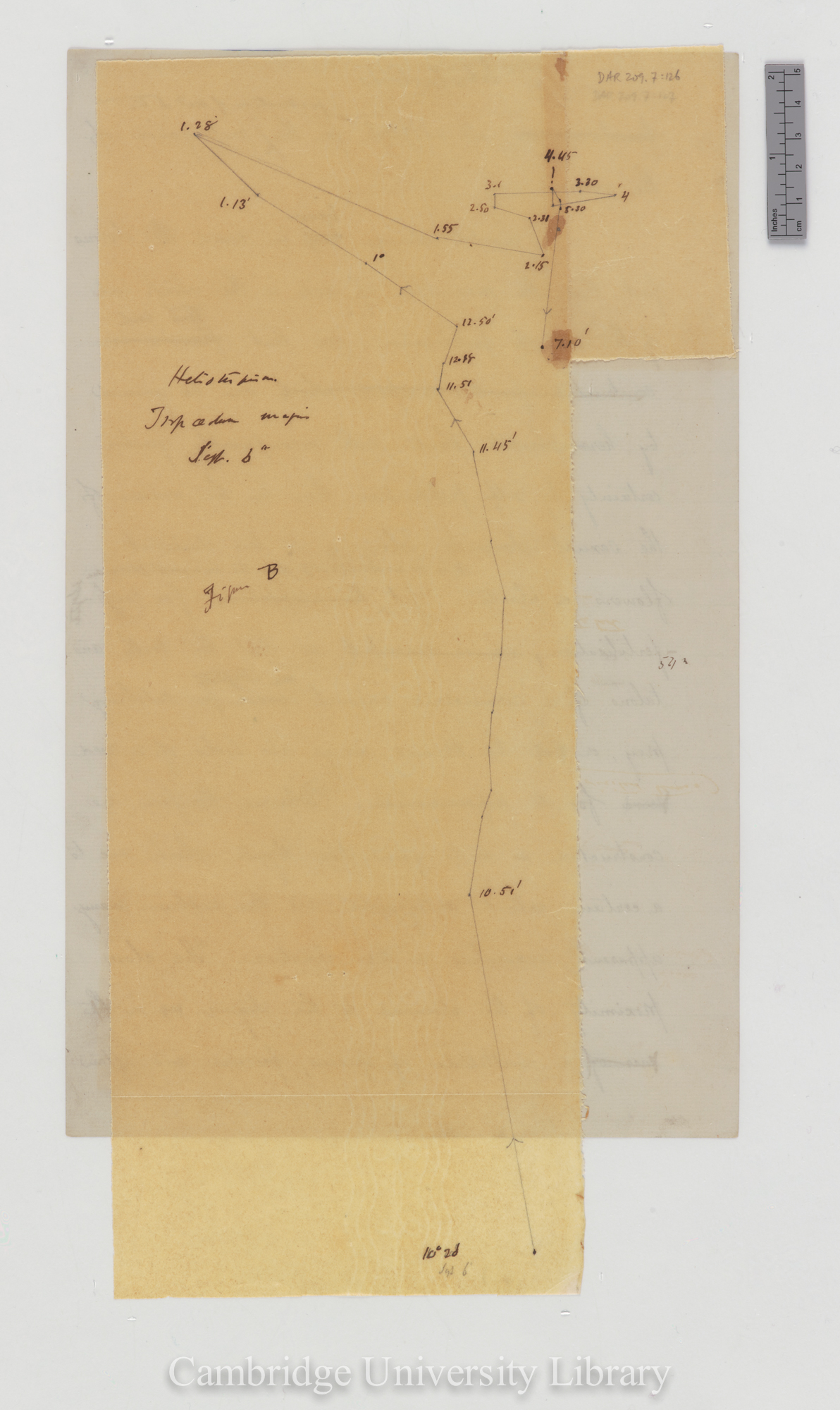 Tropaeolum majus [fig 207] [tracing with backing sheet]