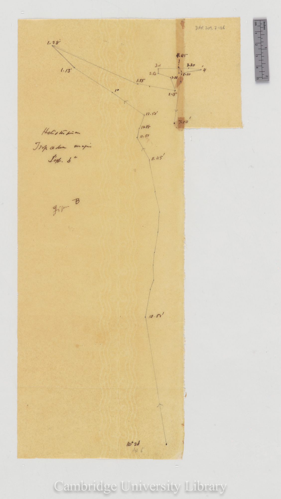 Tropaeolum majus [fig 207] [tracing]