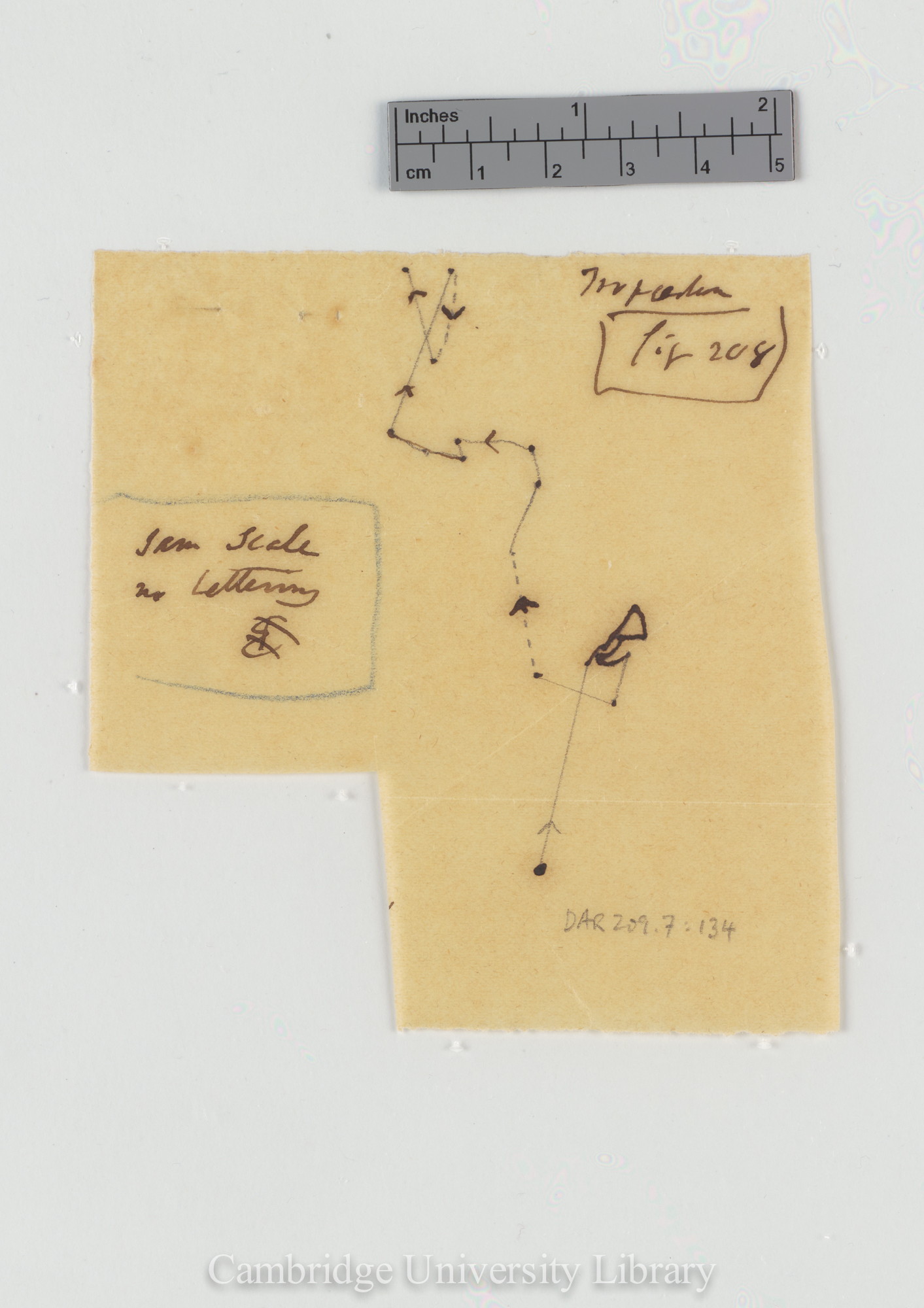 Tropaeolum majus [fig 208] tracing]