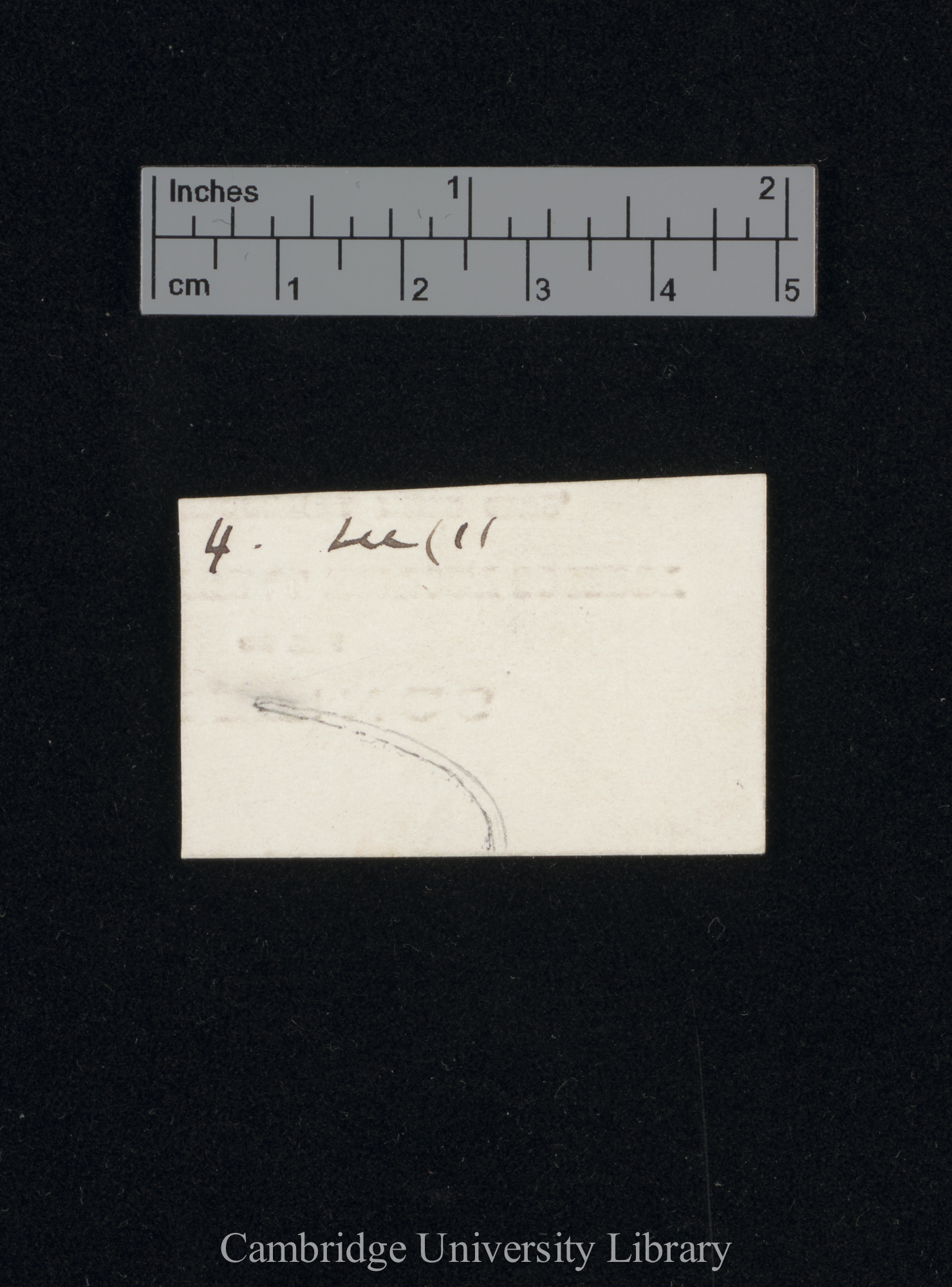 Avena - Phototropism, coleoptile [drawing]