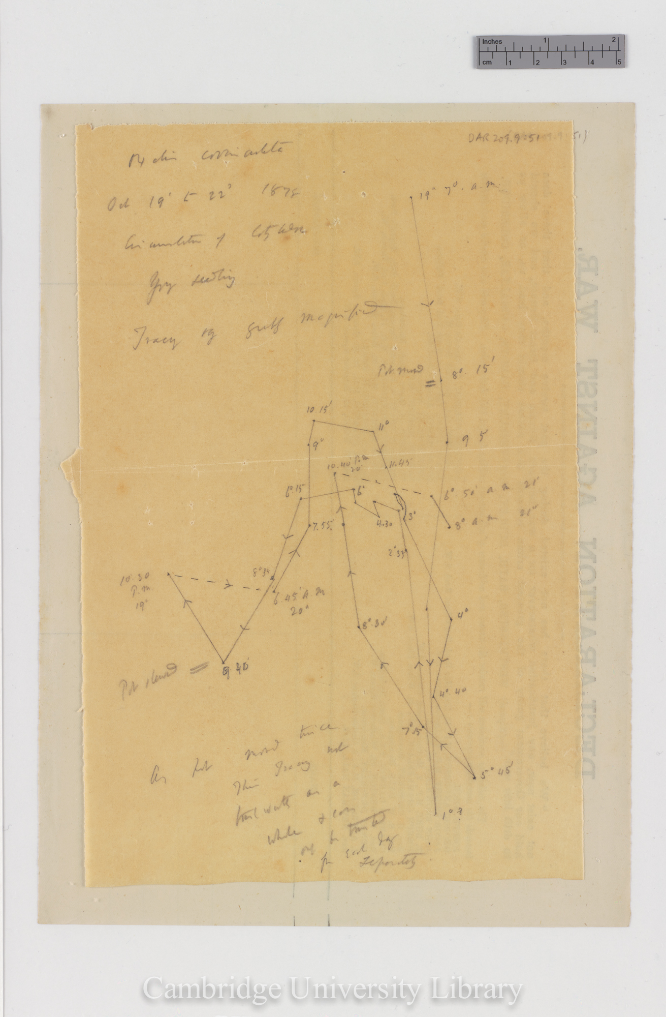 Oxalis corniculata [tracing with backing sheet]