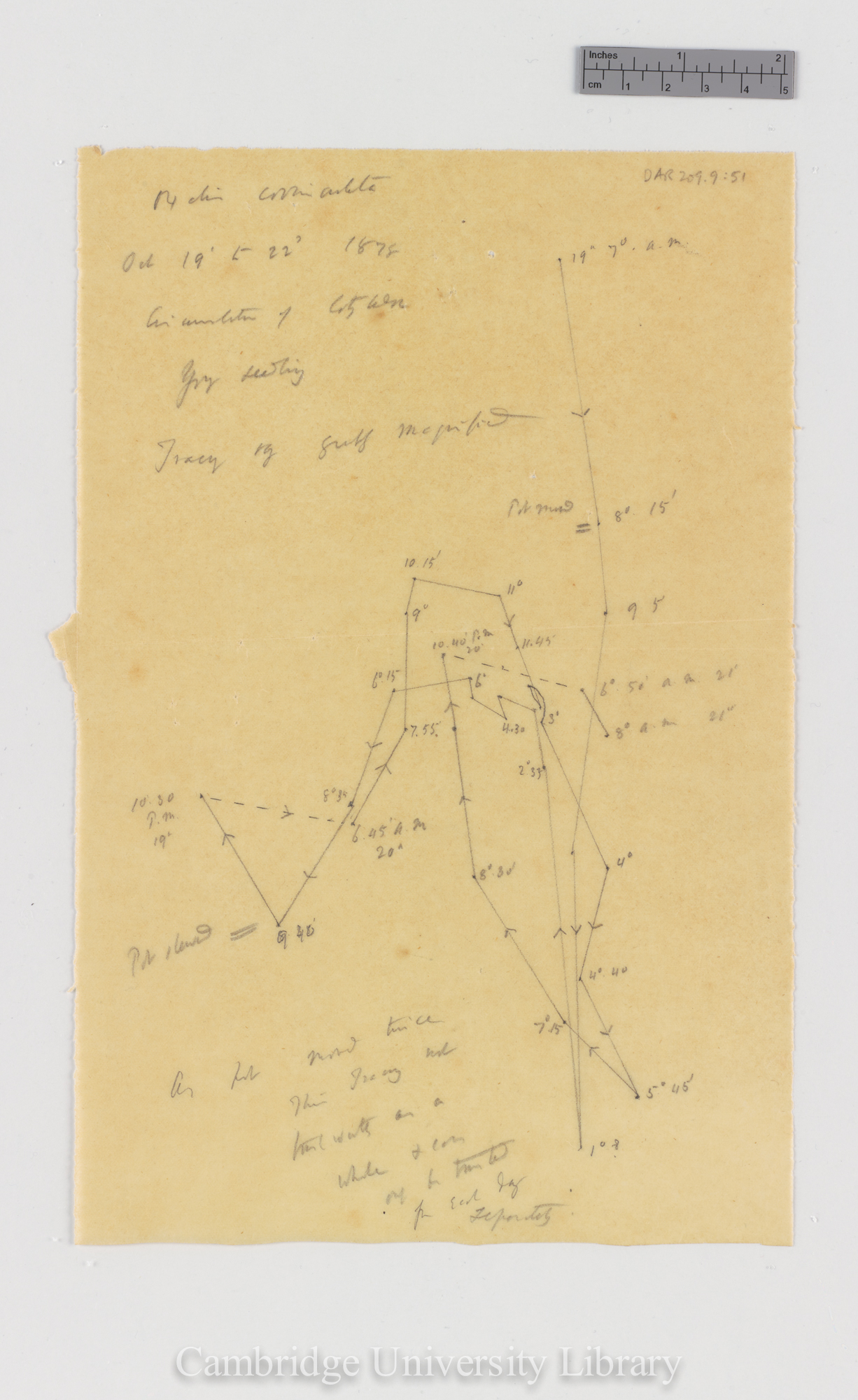 Oxalis corniculata [tracing]