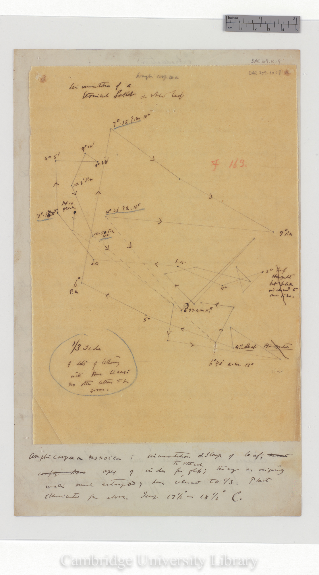 Amphicarpaea monoica [tracing with backing sheet]