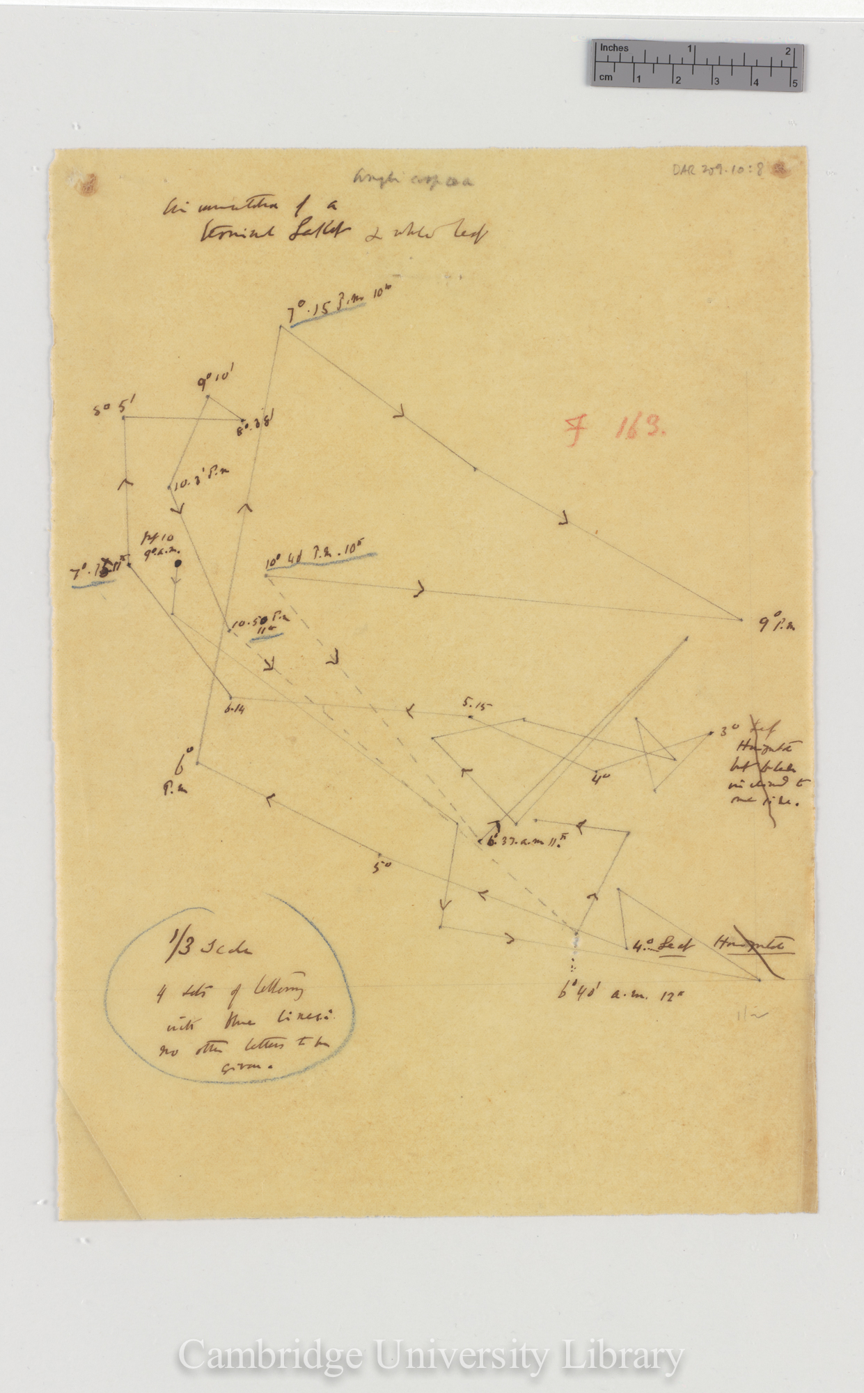 Amphicarpaea monoica [tracing]