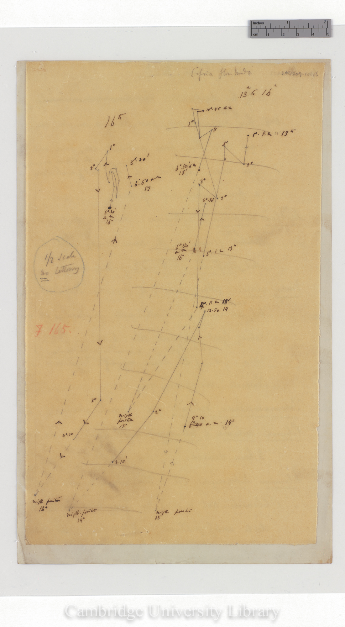 Cassia floribunda [fig 165] [tracing with backing sheet]