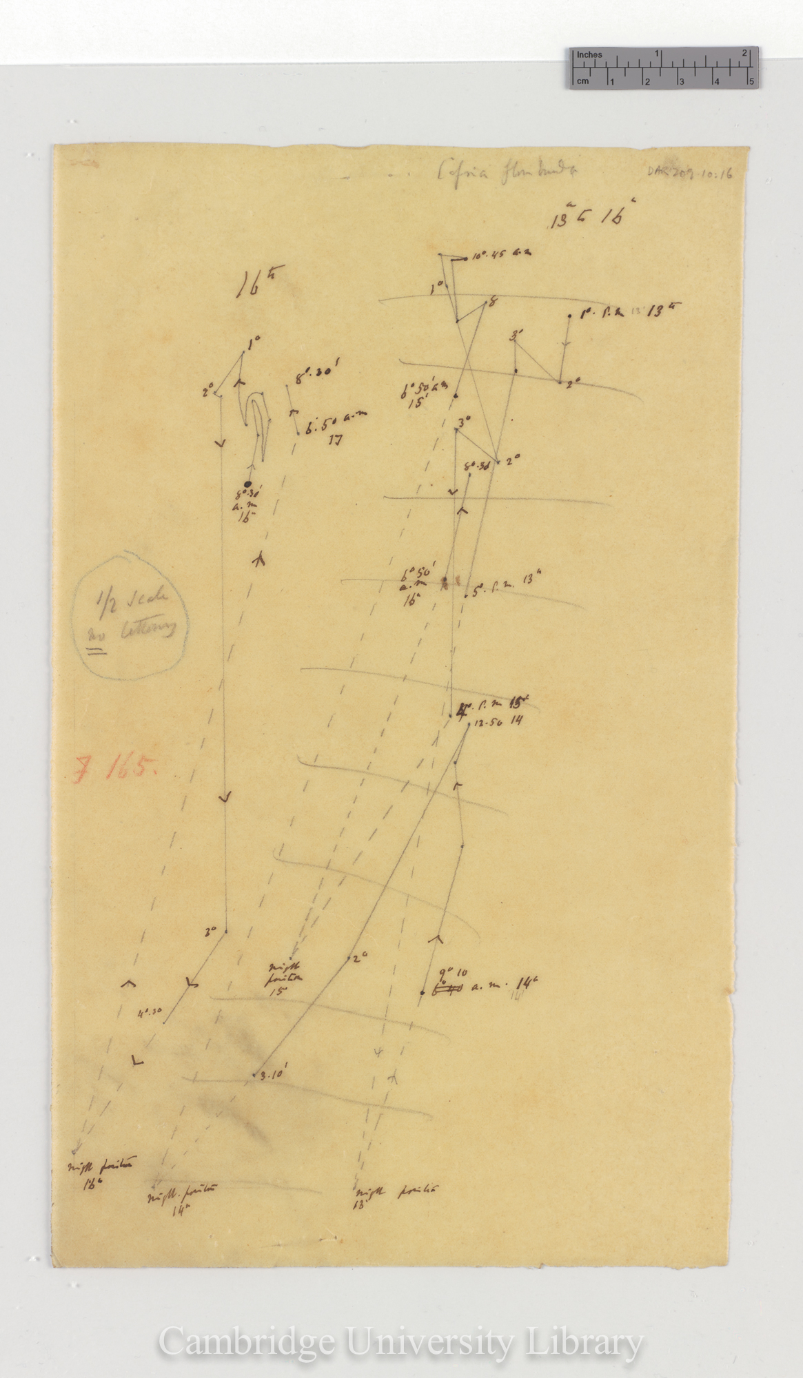 Cassia floribunda [fig 165] [tracing]