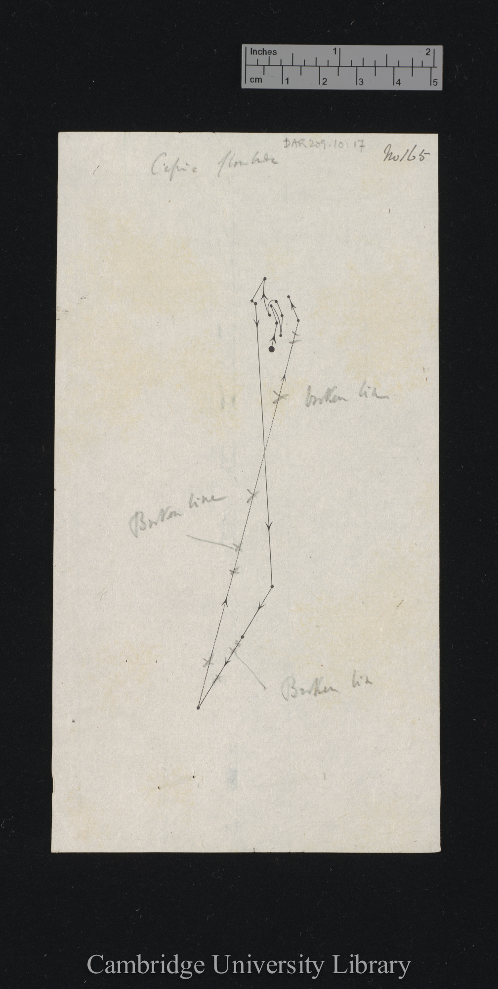 Cassia floribunda [fig 165]