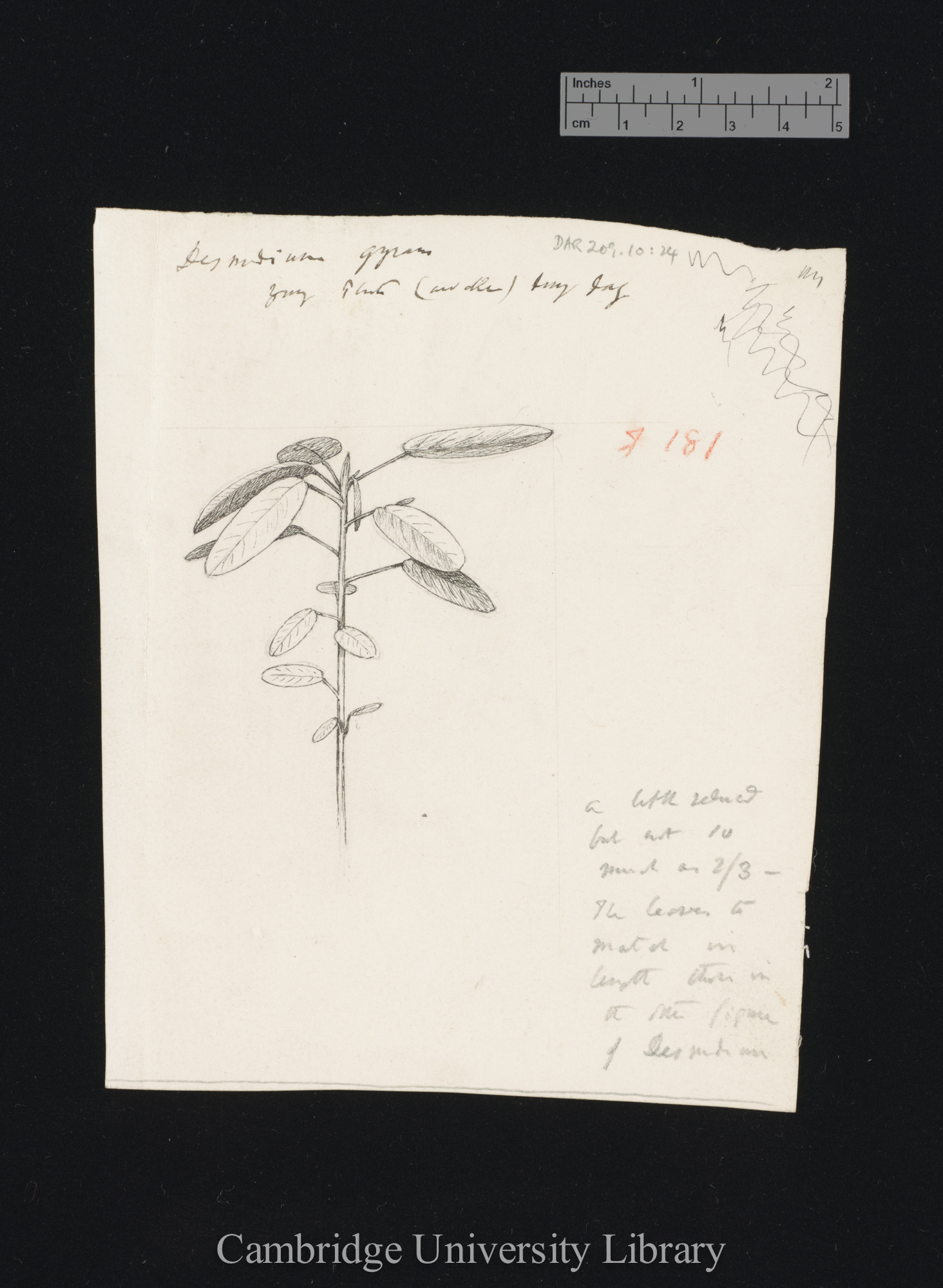 Desmodium gyrans (awake) [fig 181]